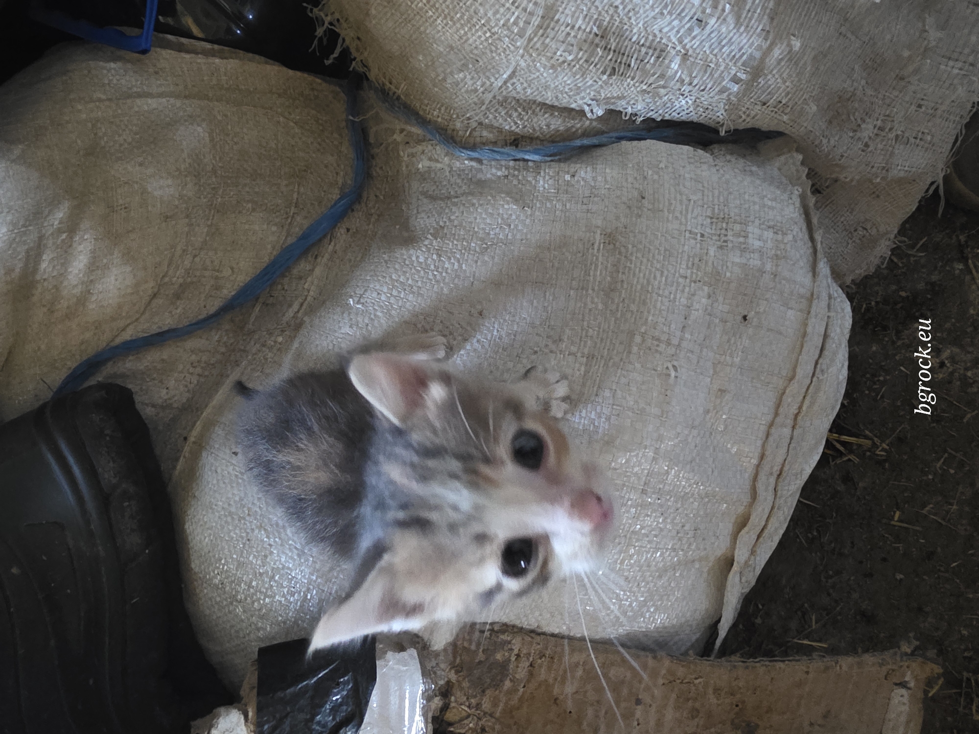 A high-angle shot depicts a small, gray and white kitten sitting on top of a white burlap sack. The sack is slightly open, with a blue string visible near the opening. The kitten has large, dark eyes and a pink nose, and its whiskers are prominent. To the left of the kitten is a black rubber boot. The background consists of dirt and straw. The text "bgrock.eu" is in the lower right corner. The location is likely Chal, Bulgaria.