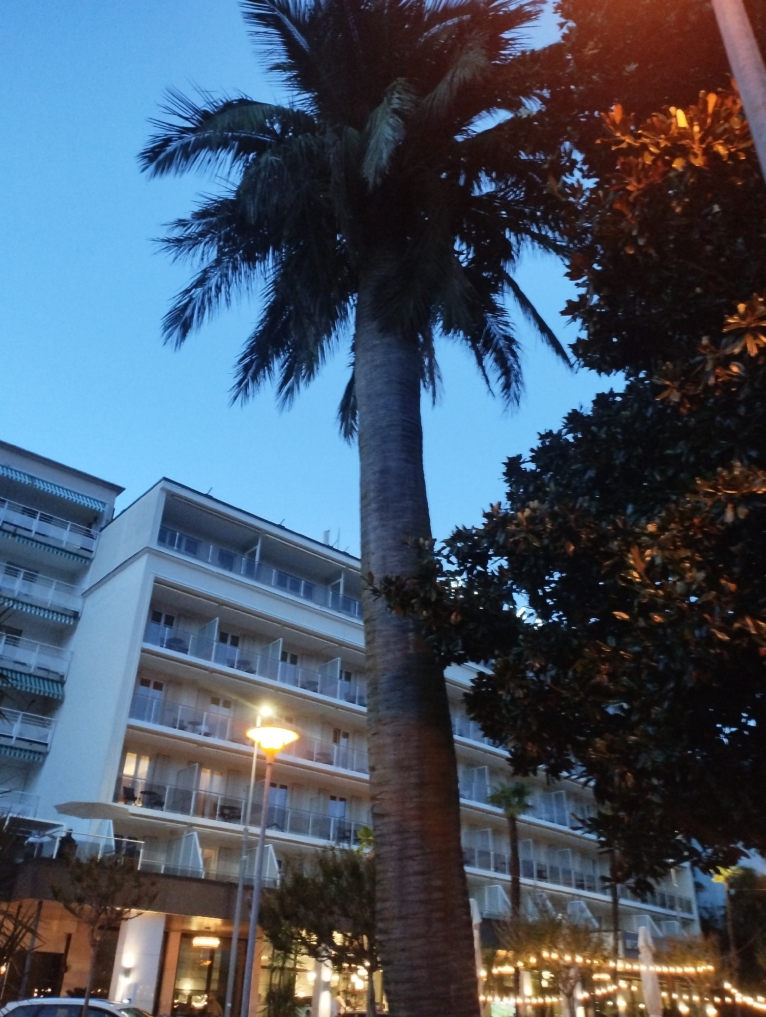 A low-angle, outdoor, full shot captures a tall palm tree in the foreground on the right, its textured trunk and fronds silhouetted against a twilight sky. To the left of the palm, a white, multi-story hotel building with balconies and awnings is visible. The building's facade features numerous windows and glass railings on the balconies. A street lamp with a yellow light illuminates the area in front of the hotel, casting a warm glow. Trees with dark green foliage, some with illuminated lights, line the street. The scene appears to be set in Muralto, Switzerland, as indicated by the context.