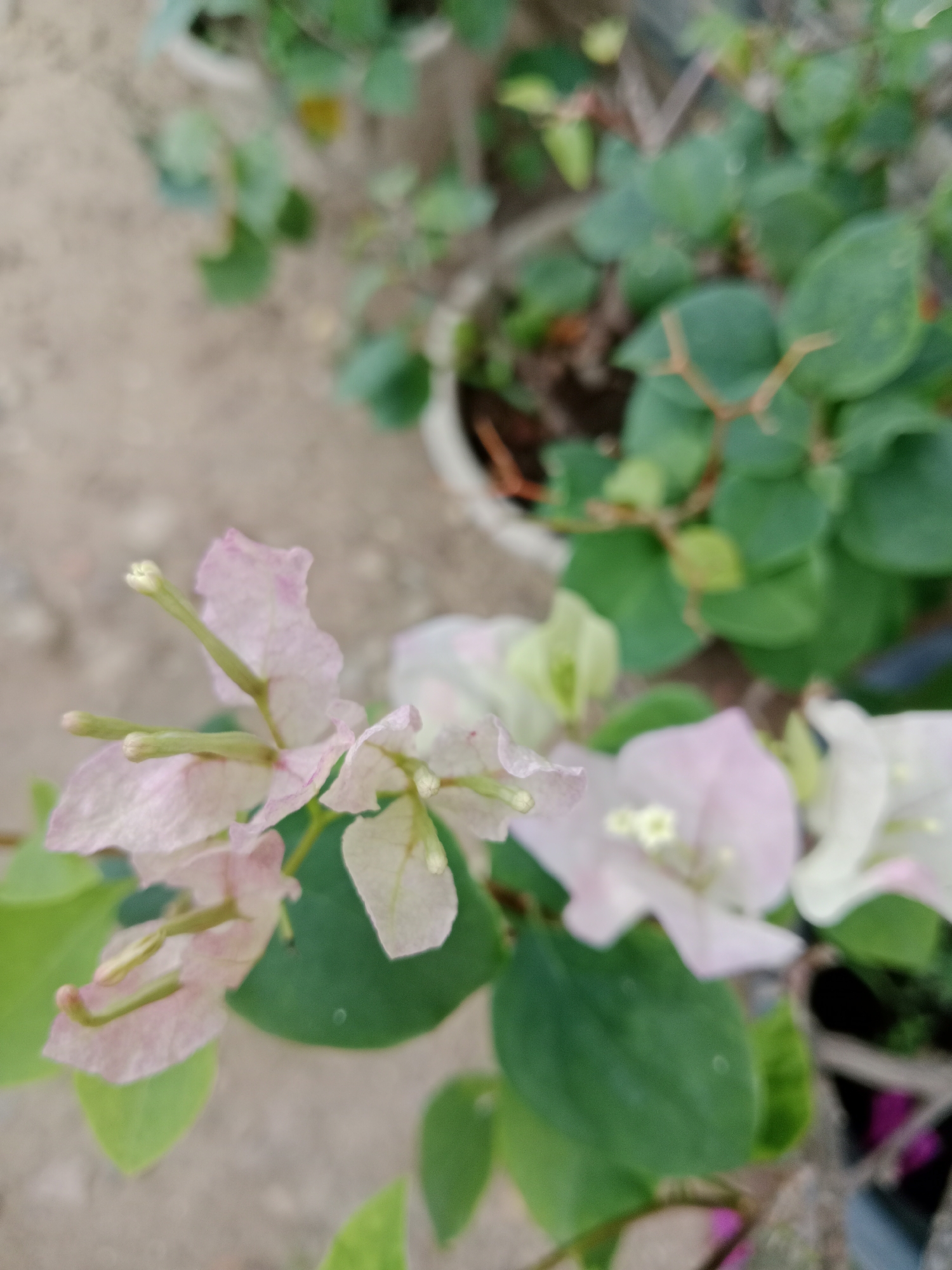 A close-up shot focuses on pink and white bougainvillea flowers, surrounded by green leaves. Additional greenery and potted plants are visible in the blurred background. The location is indeterminate.