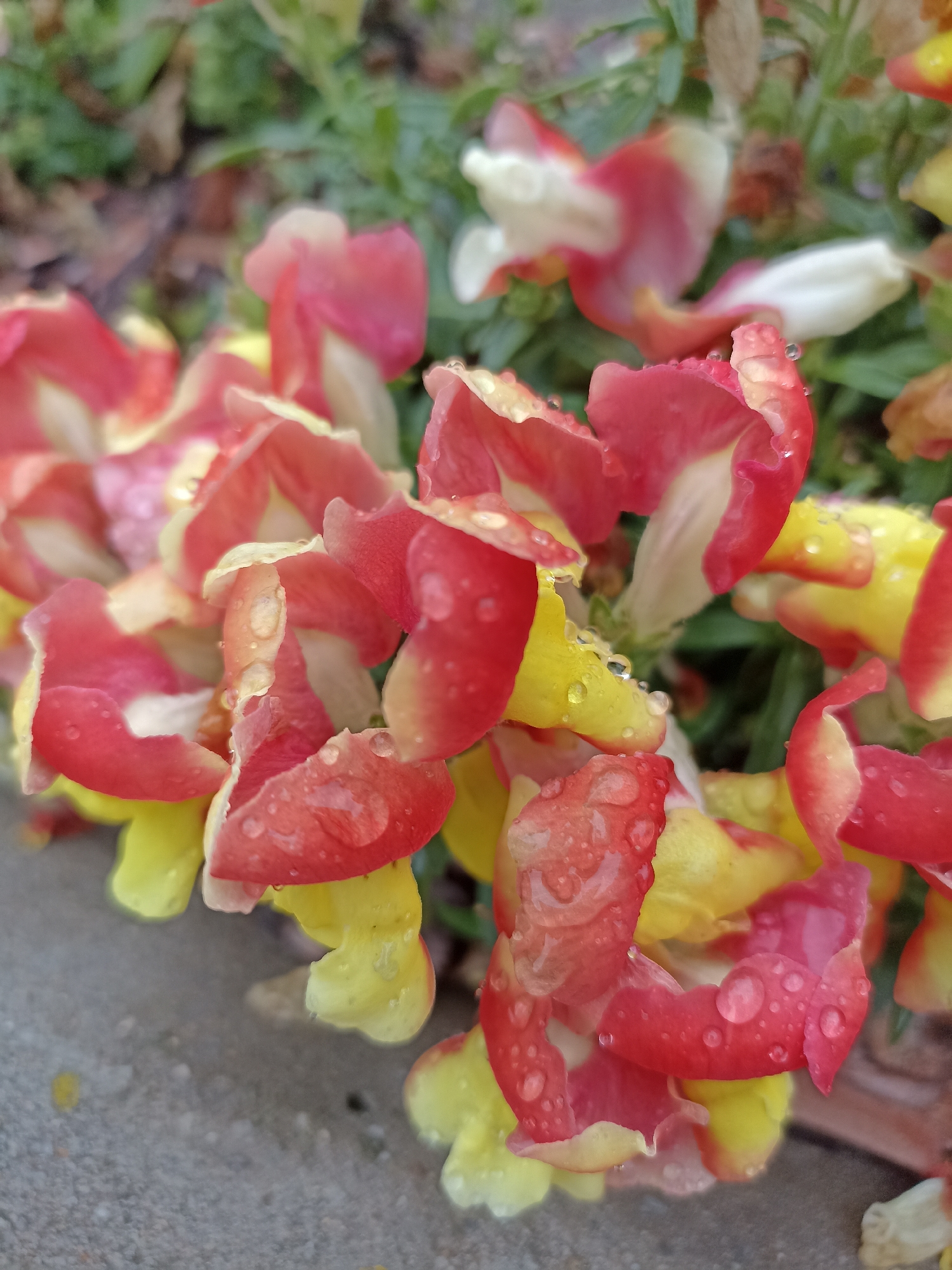 A close-up, shallow depth-of-field shot shows a cluster of snapdragon flowers after a rain. The flowers are a mix of red and yellow, with water droplets clinging to their petals. The petals are delicate and translucent, allowing the sunlight to refract through the water. The background is a blur of green foliage and a grey concrete surface. The image evokes a sense of freshness and renewal. The location in the city of Mochische, Russia, is not discernible from the image itself.