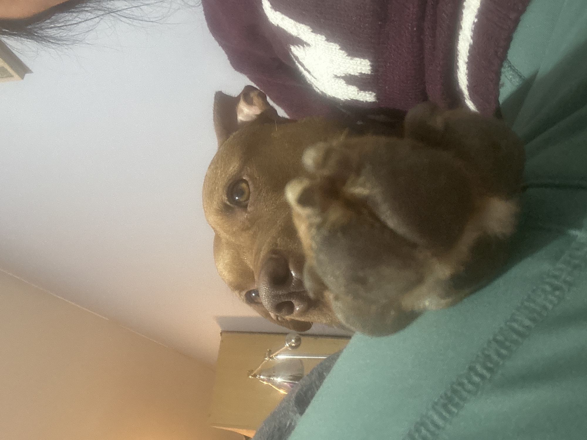 A brown dog is resting with its paws near its face. The dog appears to be lying on someone covered with a dark green garment, with a maroon and white patterned sweater nearby. The location appears to be indoors, with a white ceiling and a beige wall in the background. The specific city and state are unknown.
