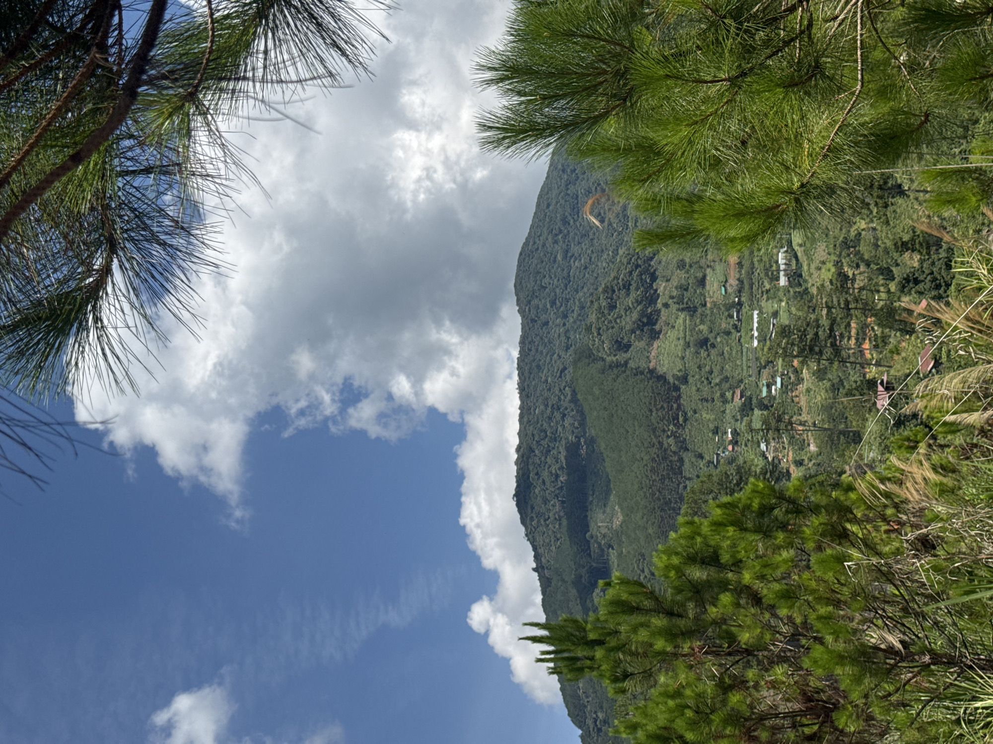 The image depicts a landscape in Hiep Thanh, Vietnam. A densely vegetated mountain occupies the central-right portion of the frame. There are scattered buildings visible on the mountainside. The sky, with a mix of blue and white clouds, fills the left portion of the image. A pine tree branch is visible in the upper-left corner and lower-right corner, framing the scene. There is a human figure paragliding on the mountain side.