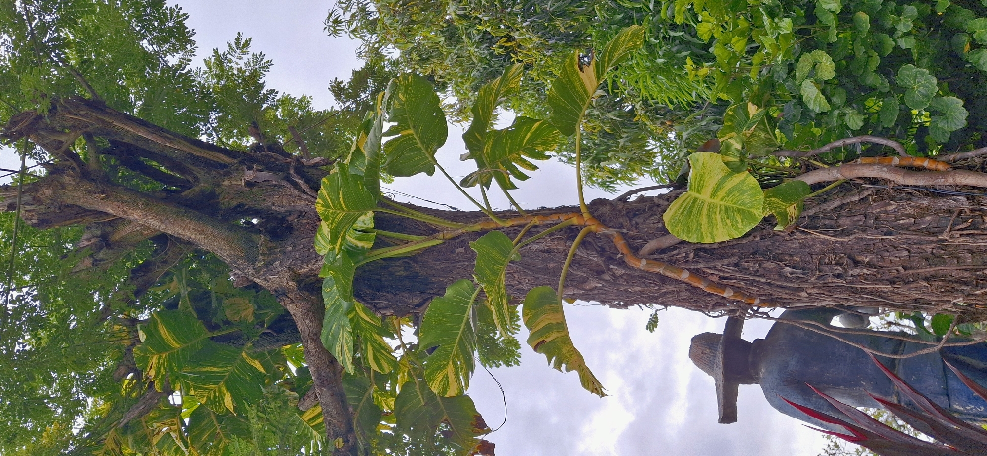 This image captures an upward-looking view of a large tree trunk, likely in a natural or garden setting, given the surrounding greenery and vegetation. A tropical plant with large, variegated green and yellow leaves is growing on and around the trunk. The plant's vines, with visible nodes and tendrils, wrap around the rough, textured bark of the tree. In the lower right of the frame, a dark blue statue of a person wearing a hat is partially visible, with some red foliage in the foreground. The sky above is overcast with clouds. The scene appears to be outdoors, possibly in a tropical or subtropical region given the type of plant and statue. The lighting suggests it is daytime, with the overcast sky indicating potentially humid or rainy weather. The orientation of the image is vertical, with the top of the tree trunk extending upwards and out of the frame. There is no visible text in the image.