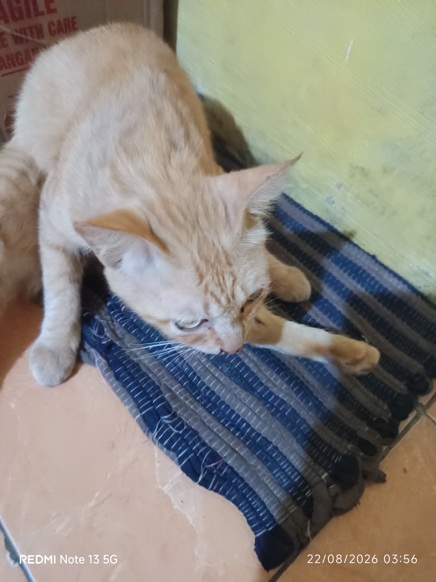 An orange tabby cat is lying down on a striped rug. The cat is facing to the right with its head down, resting on the rug. Its front paws are extended forward. The background is a wall with a yellow hue. A cardboard box with the words "HANDLE WITH CARE" and "FRAGILE" is visible on the left side of the image. The floor is tiled. A timestamp "22/08/2026 03:56" and "REDMI Note 13 5G" is visible in the bottom right corner. The scene appears to be indoors in a domestic setting.