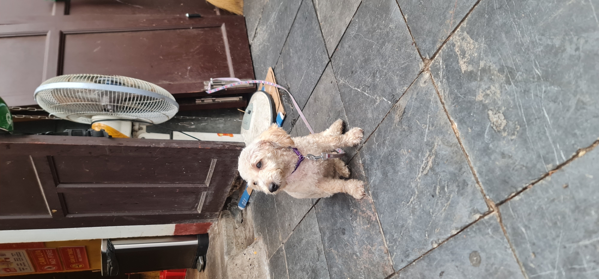 The image depicts a small, cream-colored dog with curly fur sitting on a gray tiled sidewalk. It wears a purple collar and is attached to a light purple leash. The leash leads towards a closed, dark brown door or cabinet. Adjacent to the door, a white electric fan is visible. The setting appears to be an outdoor area in front of a building. A sign with Vietnamese text and the words "NO FIRE" and "NO SMOKING" can be seen near the bottom left corner. The scene is captured in Hội An Ward, Vietnam.