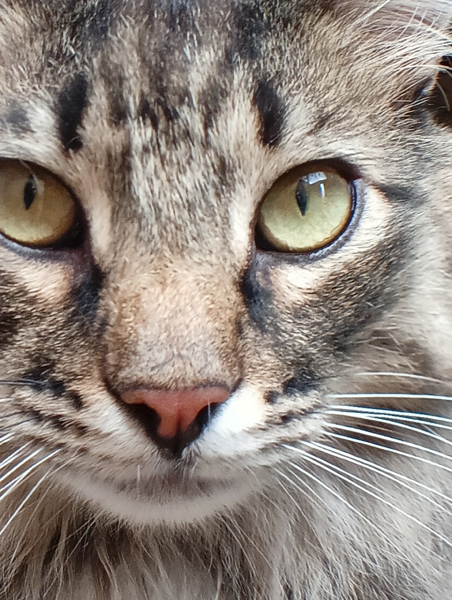 This is a close-up, headshot photograph of a tabby cat's face. The cat has green eyes with vertical pupils and a pink nose. Its fur is a mixture of brown, black, and gray stripes, with prominent white whiskers on either side of its nose and muzzle. The background is out of focus, but appears to be outdoors. The lighting suggests it is daytime, and there are no cues about the weather or specific location within Krasnyye Barrikady, Russia. The cat's expression is neutral, and no specific activity is taking place. There is no visible text in the image.