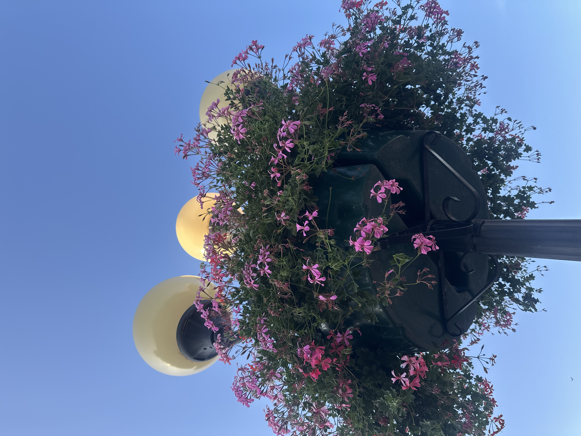 The image shows a close-up, low-angle view of a lamppost adorned with a hanging planter overflowing with pink flowers. The planter is dark green and sits atop the lamppost, which is also dark in color. Three round, pale yellow lights are visible above the planter, partially obscured by the foliage. The background is a clear, bright blue sky. The overall scene suggests a public space, likely a street or park, decorated with floral arrangements. The presence of the lamppost and street lights indicates an urban or town setting. The style of the lamppost and the flowers suggest a European aesthetic, possibly in the city of Galanta, Slovakia, known for its charming public spaces and floral displays. There are no people visible in the image.