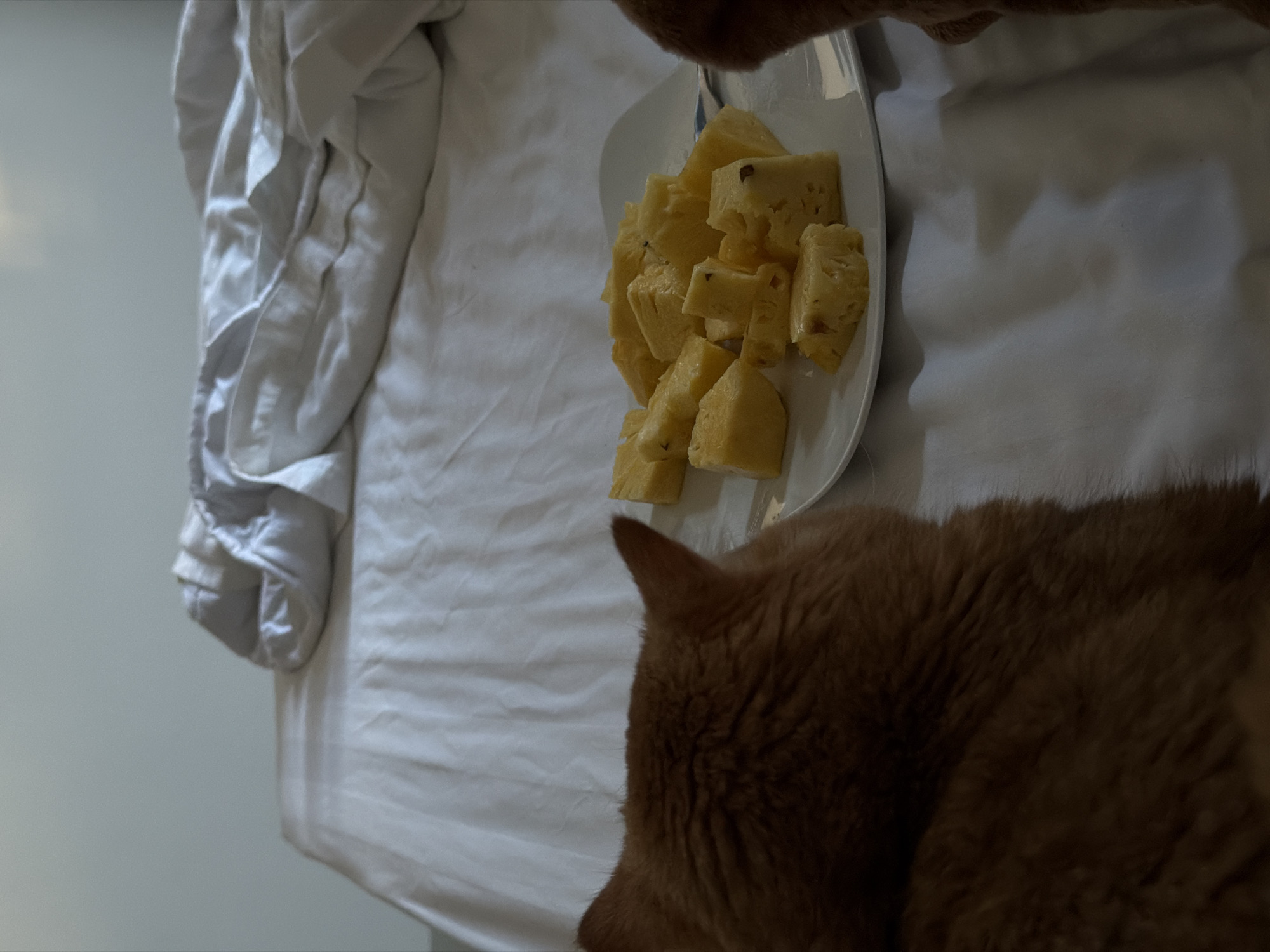 The image depicts a domestic scene, likely indoors, given the presence of a rumpled white duvet and a white plate of cubed pineapple. The setting is dimly lit, suggesting either nighttime or a room with low ambient light. The dominant subjects are a ginger cat, seen from behind, with its head resting near the edge of the frame and on the duvet, and the plate of pineapple. The cat appears relaxed, possibly sleeping or resting. The pineapple is cut into bite-sized cubes and arranged on a white oval plate. The texture of the duvet is prominent, with visible folds and creases, and the overall color palette is muted, dominated by whites, grays, and the orange hue of the cat's fur. There are no visible people, text, or specific location cues to indicate Đà Nẵng, Vietnam, beyond the provided context. The activity is static, focusing on the arrangement of the cat and the food on the bedding.
