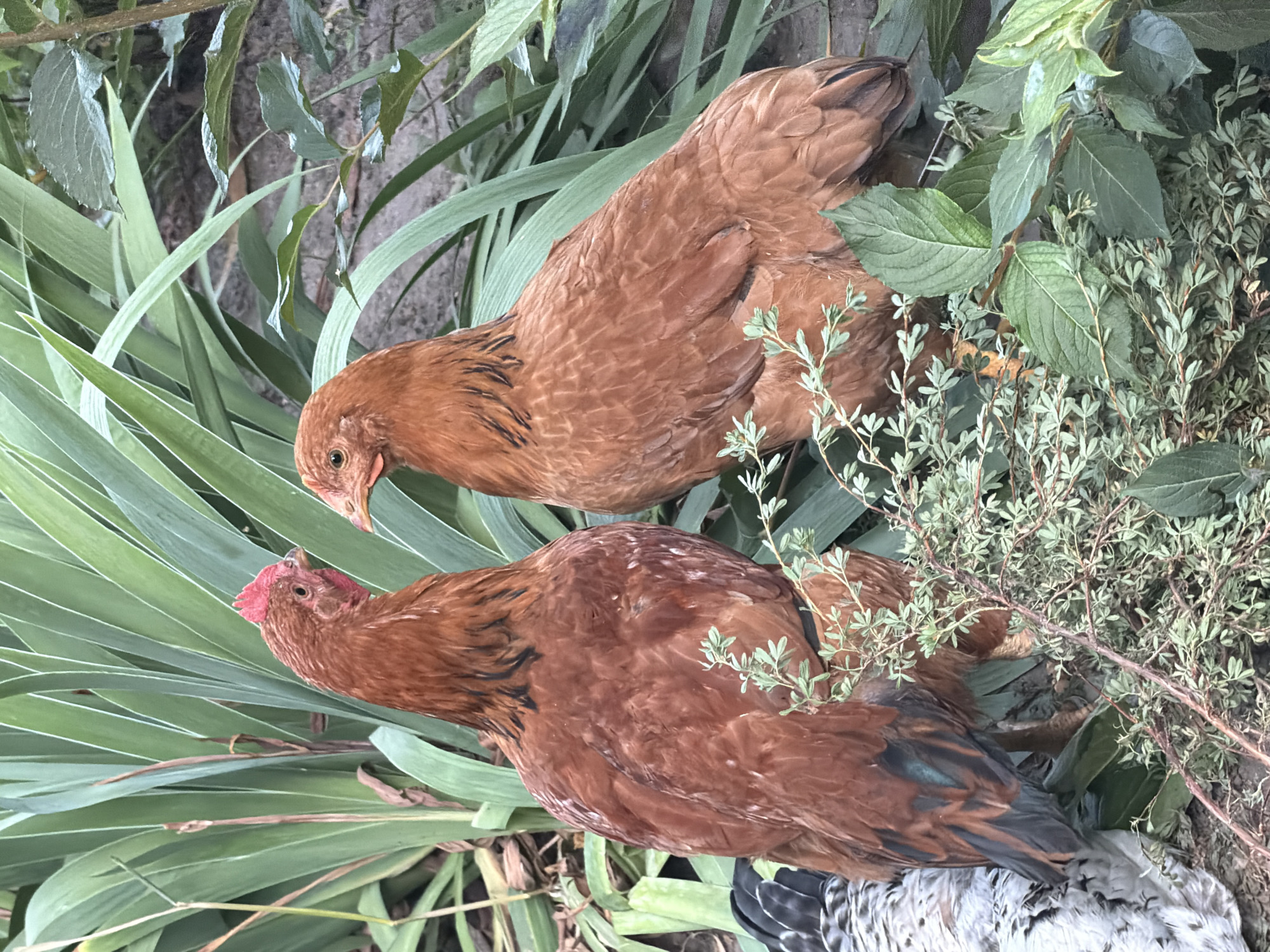 Two brown chickens are standing close together in a garden in Polonne, Ukraine. The chicken on the left is facing left, and the chicken on the right is facing right. They are surrounded by green plants, including some with long, sword-like leaves and some smaller, leafy plants. One chicken has a red comb on its head. In the lower left of the image, a portion of another chicken with black and white feathers is visible.