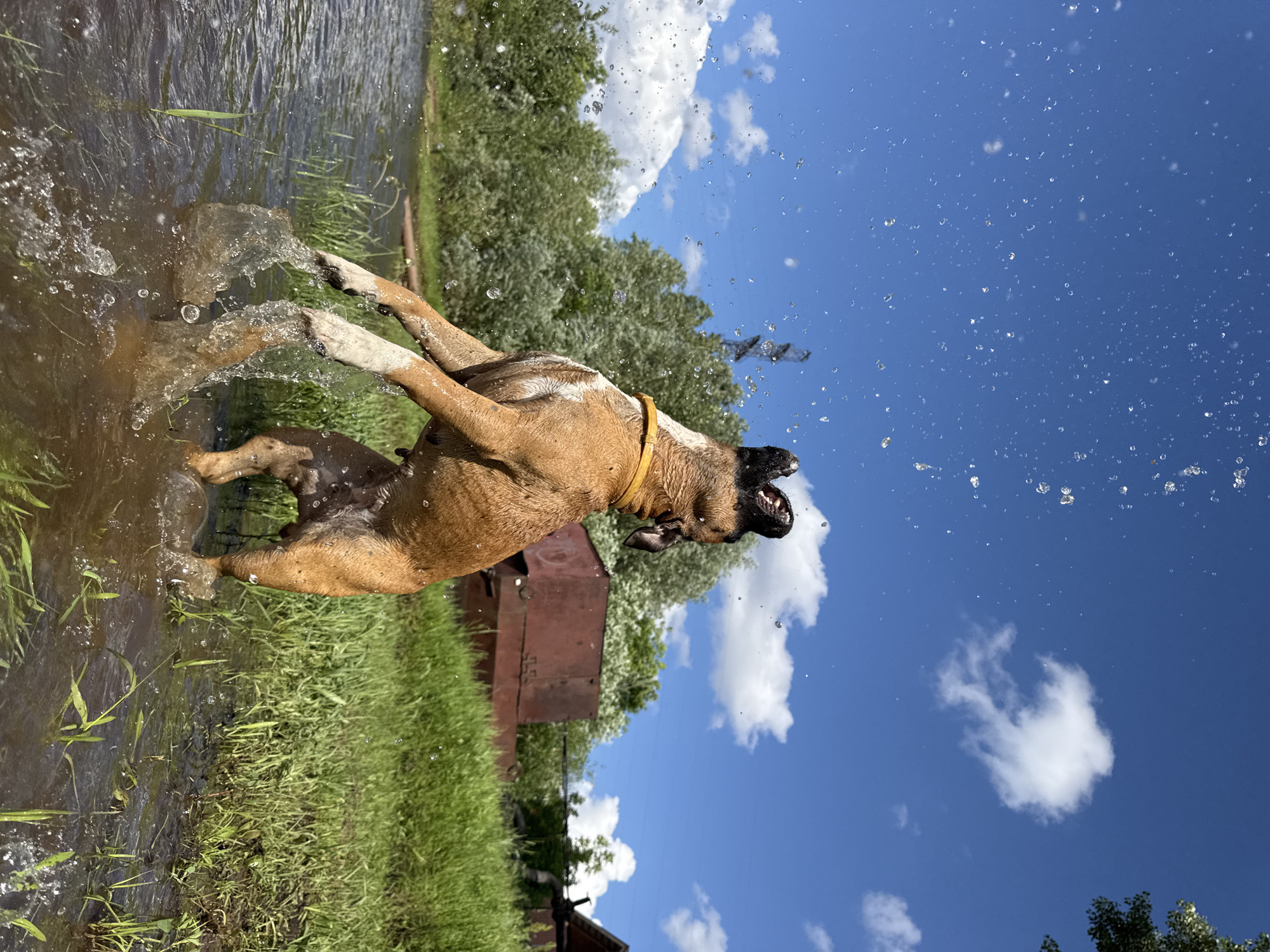 A brown and white dog is playfully splashing in shallow water, sending water droplets into the air against a bright blue sky. The dog is mid-air, its mouth open and ears back, seemingly enjoying the activity. Its front paws are raised, and its hind legs are submerged in the water, creating a spray. The dog is wearing a yellow collar.
The scene is set outdoors, with lush green grass lining the edge of the water. In the background, there are trees with dense green foliage and a weathered, rusty metal structure, possibly a shed or container. The sky is a vibrant blue with scattered white, fluffy clouds. The sunlight suggests it is daytime, likely a warm and sunny day.
The overall mood is one of joy and energy, as the dog's playful action is captured in motion. The water splashes and the dog's expression convey a sense of fun and exhilaration. The setting appears to be a natural environment, perhaps a riverbank or a pond, in a rural or semi-rural area given the presence of the metal structure and the surrounding vegetation.
The image is a vertical shot, emphasizing the dynamic action of the dog and the expanse of the sky. The camera angle is low, looking up towards the dog and the sky, which further enhances the sense of movement and scale. There is no visible text in the image.