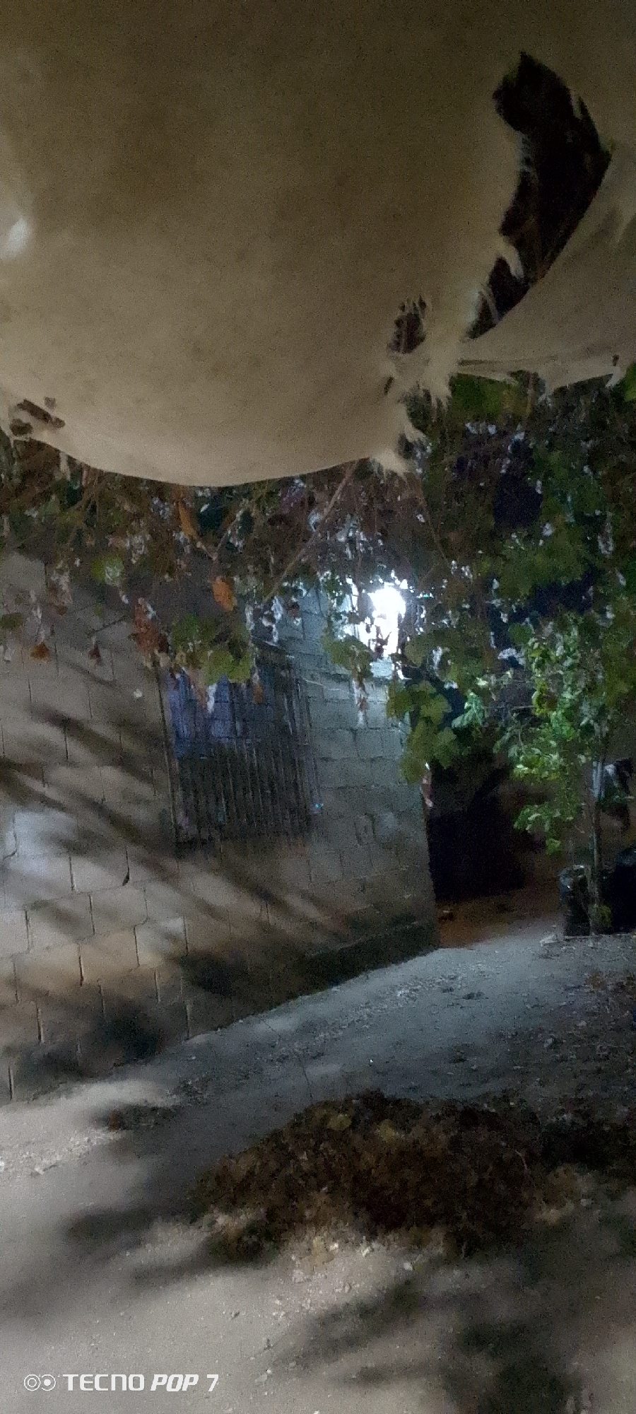 An outdoor view at night of a building and plants, located in Altagracia, Venezuela. The building is made of concrete blocks, with a barred window. Overgrown vegetation overhangs the building. A path leads away from the building into darkness. In the foreground, there is an area of dirt or debris on the ground. A bright light is visible through the vegetation. The image was taken with a Tecno Pop 7 phone.