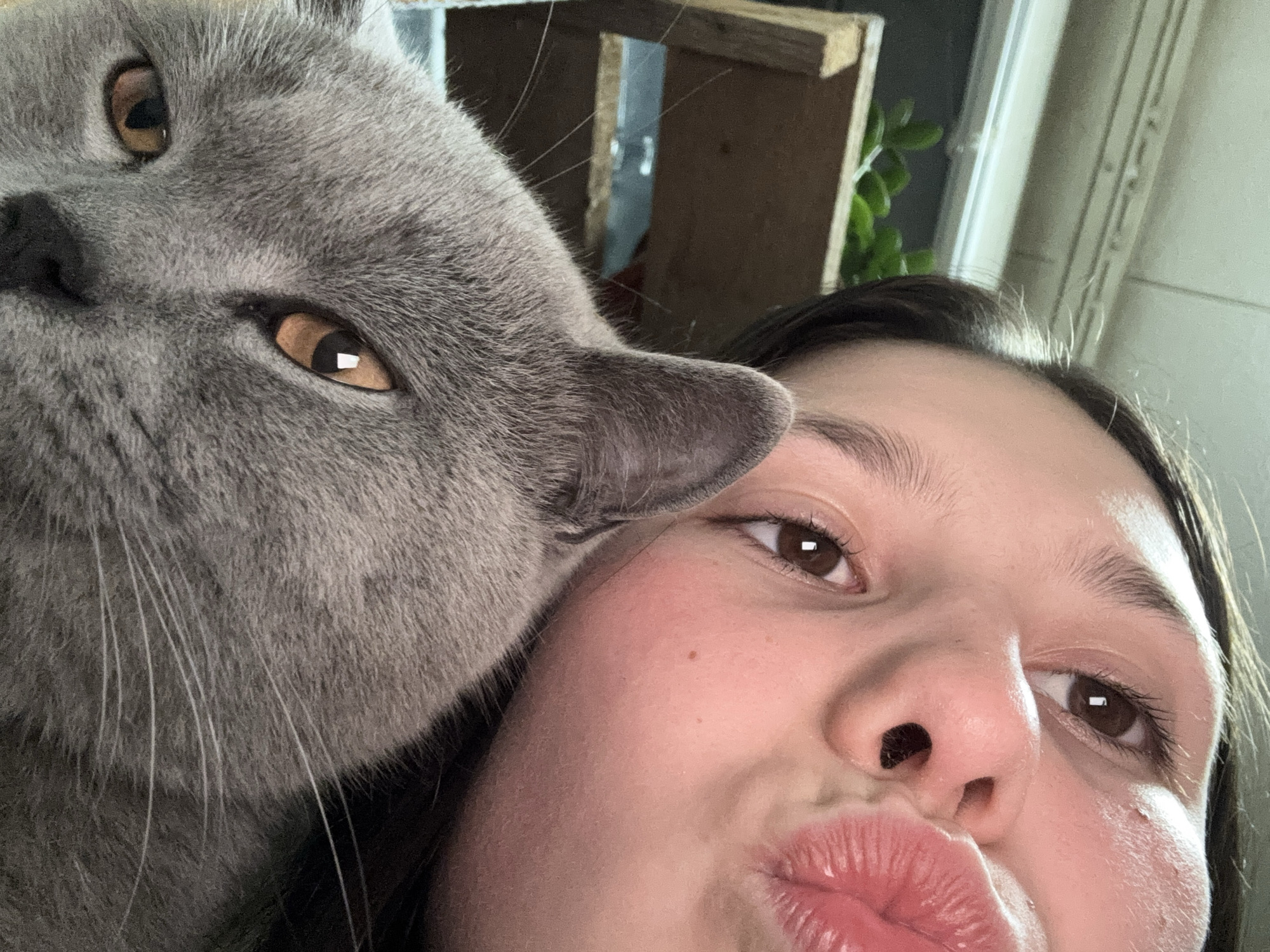 A close-up, selfie-style photograph depicts a young woman and a grey cat. The woman is on the right side of the frame, her face angled towards the camera with pursed lips, as if giving a kiss. She has brown eyes, dark hair, and fair skin. On the left side of the image, a large, grey cat with amber eyes is nuzzling its head against the woman's face. The cat's whiskers are prominently displayed. In the background, there are indistinct objects including wooden planks, a window frame, and green foliage, suggesting an indoor setting. The scene appears to be lit with natural light. The geographical location of Фоки, Russia is not evident from the image.