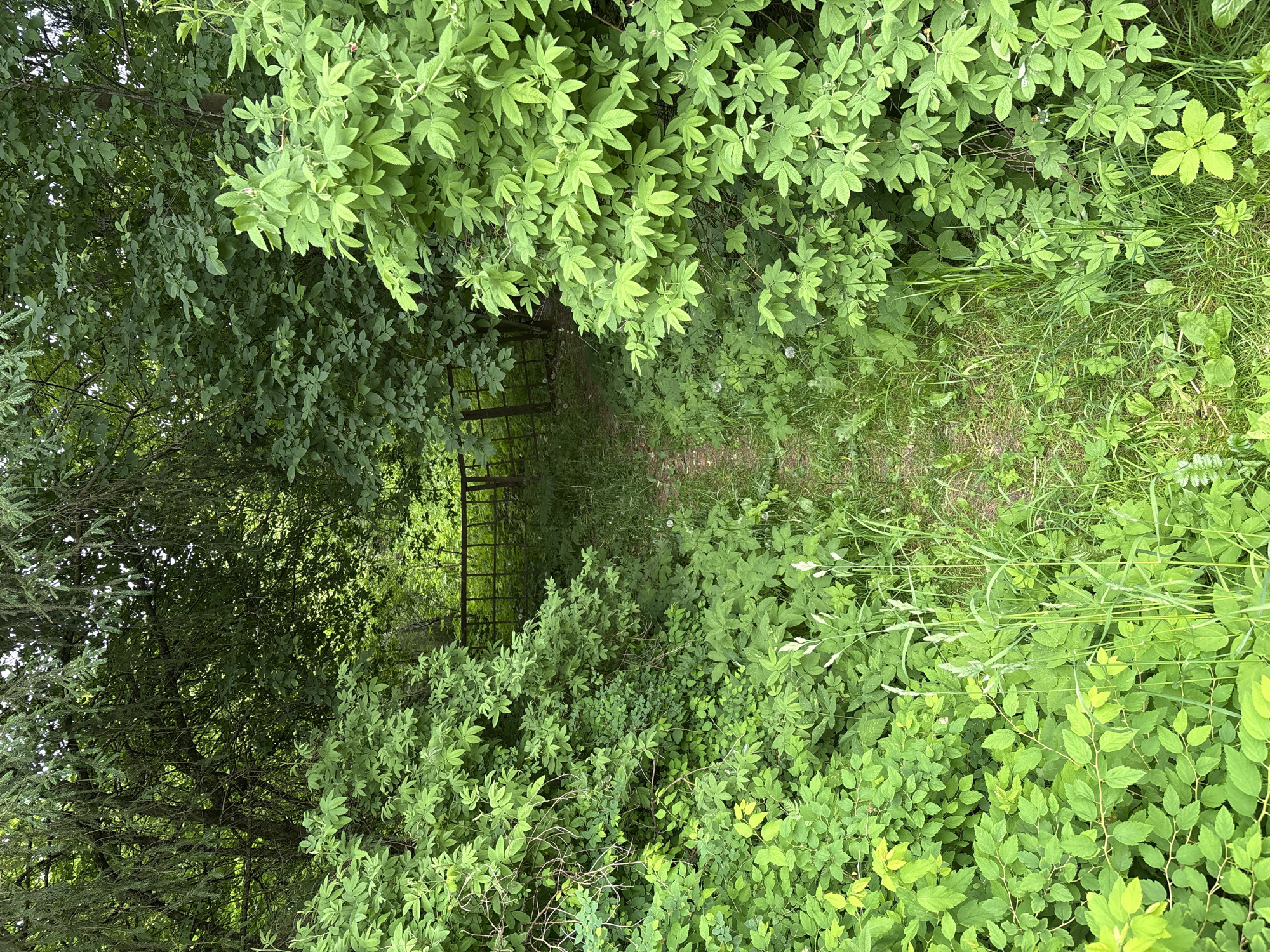 The image depicts an overgrown path leading into a dense forest in Lyady, Russia. The path is flanked by abundant green foliage, including bushes and trees. In the background, a rusty metal fence is visible, suggesting the boundary of a property or area. The scene is natural and unkempt, with vegetation encroaching on the path. The lighting indicates it is daytime.