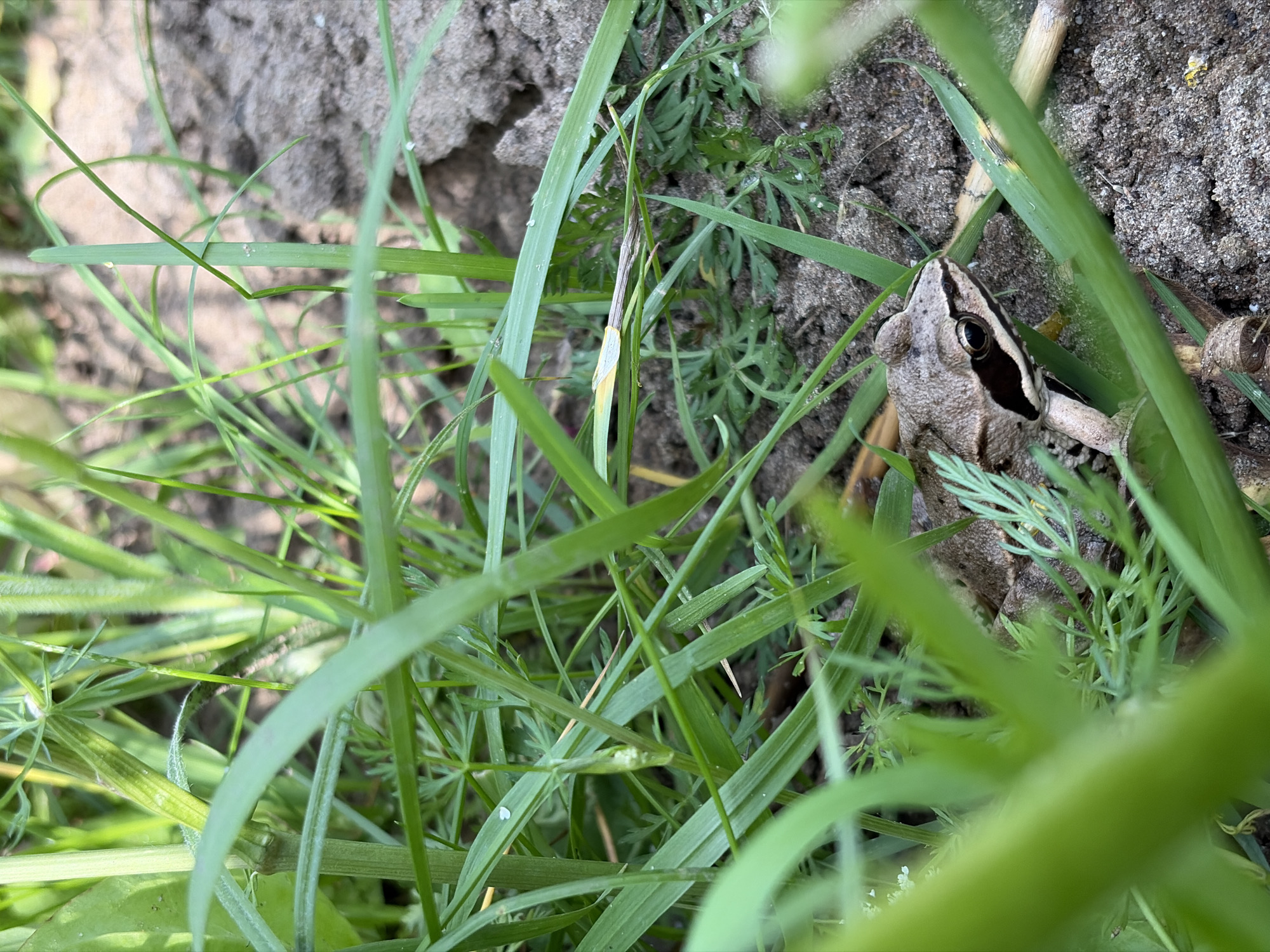 A brown frog with a dark stripe through its eye is nestled among tall green grass and dirt. The frog is in the foreground, positioned to the right of the image, with its head and front legs visible. The background consists of soil and more grass, with some dried leaves and twigs scattered on the ground. The lighting suggests it is daytime. The scene is an outdoor natural environment. There are no people or man-made structures visible.