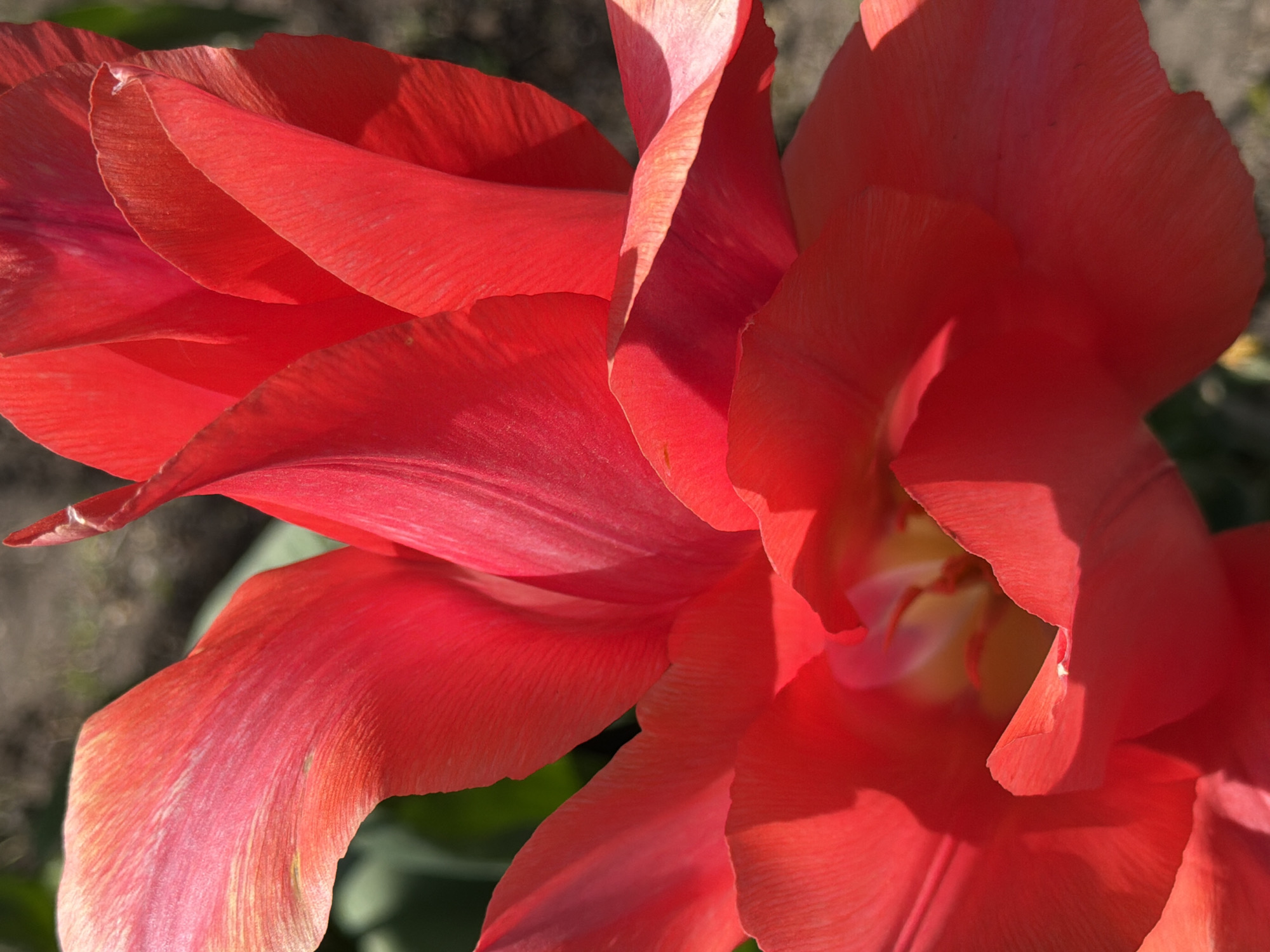 A close-up, high-angle shot reveals the intricate details of a vibrant red flower, likely a tulip, blooming in Yuzhny, Russia. The image is dominated by numerous, layered petals in varying shades of rich, warm red, ranging from bright scarlet to deep crimson. Strong, directional sunlight illuminates parts of the petals, creating bright highlights and casting dramatic, sharp shadows that emphasize the flower's undulating forms and soft, creased texture. Fine, delicate veins are visible on the surface of some petals. Towards the center of the flower, hints of yellow or creamy-white can be seen amidst the red, suggesting the stamens or inner structure. The background is softly blurred, showing muted tones of green and brown, indicating natural foliage and soil typical of a garden setting. No specific activity or event is depicted other than the flower's bloom. There is no visible text. The bright lighting suggests it is daytime, possibly midday, on a clear, sunny day.