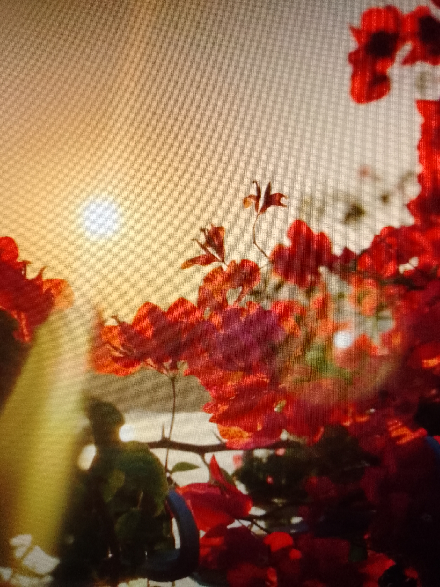 A close-up photograph captures a vibrant scene likely at sunset. The foreground is dominated by a cluster of red bougainvillea flowers, their forms softened by a shallow depth of field. A bright, sun-like orb is visible in the upper left, diffused by the atmosphere, indicating either sunrise or sunset. A body of water is faintly visible in the midground, contributing to the impression of a coastal location. The photograph's composition emphasizes the contrast between the sharp details of the flowers and the soft, warm light of the sun. The city is not visible in this image.