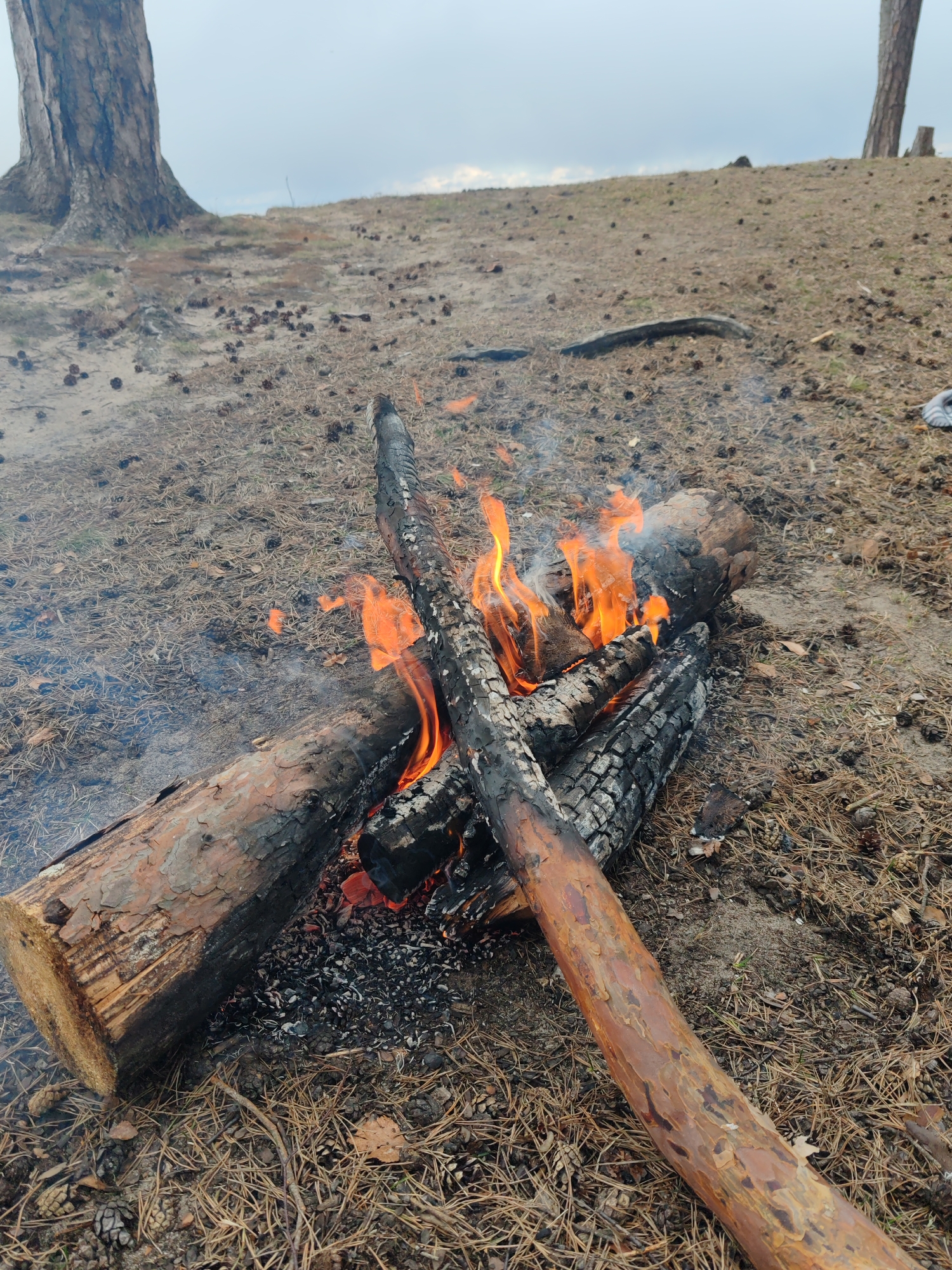 The image shows a campfire on a sandy or earthen ground covered with pine needles and scattered pine cones. The fire consists of several logs and branches, some partially burned and blackened. Flames are visible within the fire pit, and smoke is rising. In the background, there is a tree trunk and a gentle slope leading to a horizon with a cloudy sky. The location is Bolshaya Izhora, Russia.