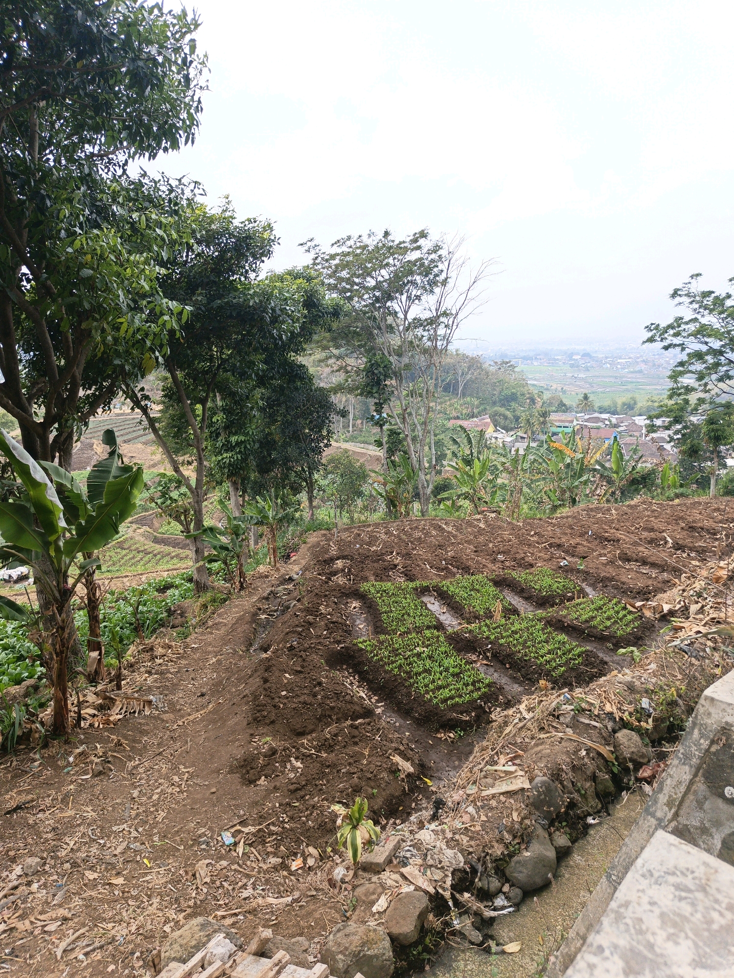 The image captures a panoramic view of agricultural terraces and a village in Batu, Indonesia, under an overcast sky. In the foreground, a cultivated field features rows of young green plants growing in dark, moist soil, some of which appear to be watered. The field is situated on a gentle slope, with a drainage channel running alongside it, containing rocks and debris. To the left of the field, banana trees with large, green leaves are visible, along with other lush vegetation. Further back, the landscape unfolds into a series of terraced fields, indicating a common agricultural practice in the region.
Beyond the immediate farmland, a village is nestled amidst the hills, characterized by a cluster of houses with red and green roofs, interspersed with more banana trees and other tropical foliage. The village appears to be spread out along the contours of the land. In the distance, the hazy outlines of mountains can be observed, with a faint suggestion of a larger urban area or town. The overall impression is one of a rural landscape shaped by both natural geography and human activity, with a vibrant green agricultural presence contrasting with the more muted tones of the village and the distant landscape. The scene suggests a warm, humid climate, typical of Southeast Asia.