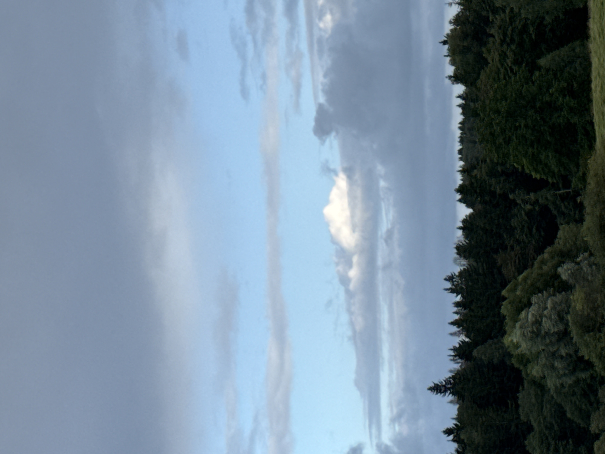 The image depicts a panoramic view of a dense forest canopy beneath a dramatic sky. The sky is a gradient of colors, transitioning from a pale blue at the horizon to a darker, stormy grey at the top, with scattered clouds of varying opacity. In the mid-ground, a line of dark green evergreen trees forms a sharp silhouette against the lighter sky. In the foreground, the canopy transitions to a mix of deciduous trees, with lighter green foliage suggesting movement or a change in light. The overall impression is one of a natural landscape, likely outside of a developed urban area. The location is identified as Bendoriai, Lithuania. There are no people or any discernable actions taking place in the image. The environment is solely comprised of natural elements: trees and sky.