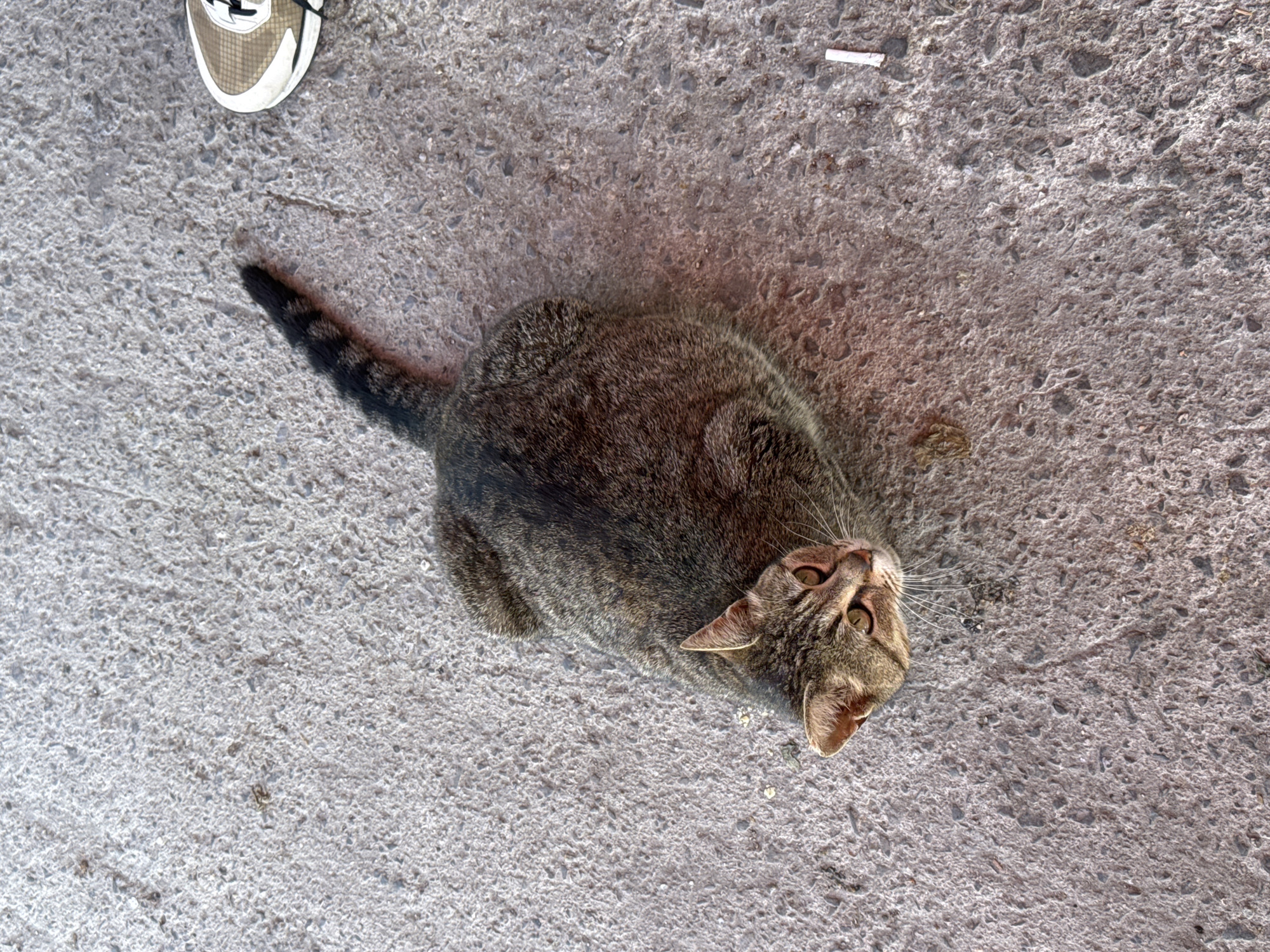 The image shows a tabby cat lying on a concrete surface. The cat's head is turned upward, looking towards the camera. A portion of a shoe is visible in the upper left corner of the image, suggesting a person is nearby. A small, white object, possibly a cigarette butt, is present on the concrete near the upper right edge. The concrete has a rough, textured surface. There is a color cast on the concrete and the cat, so it is not possible to identify the type of concrete. Based on the query information, the location is Topoli, Bulgaria.