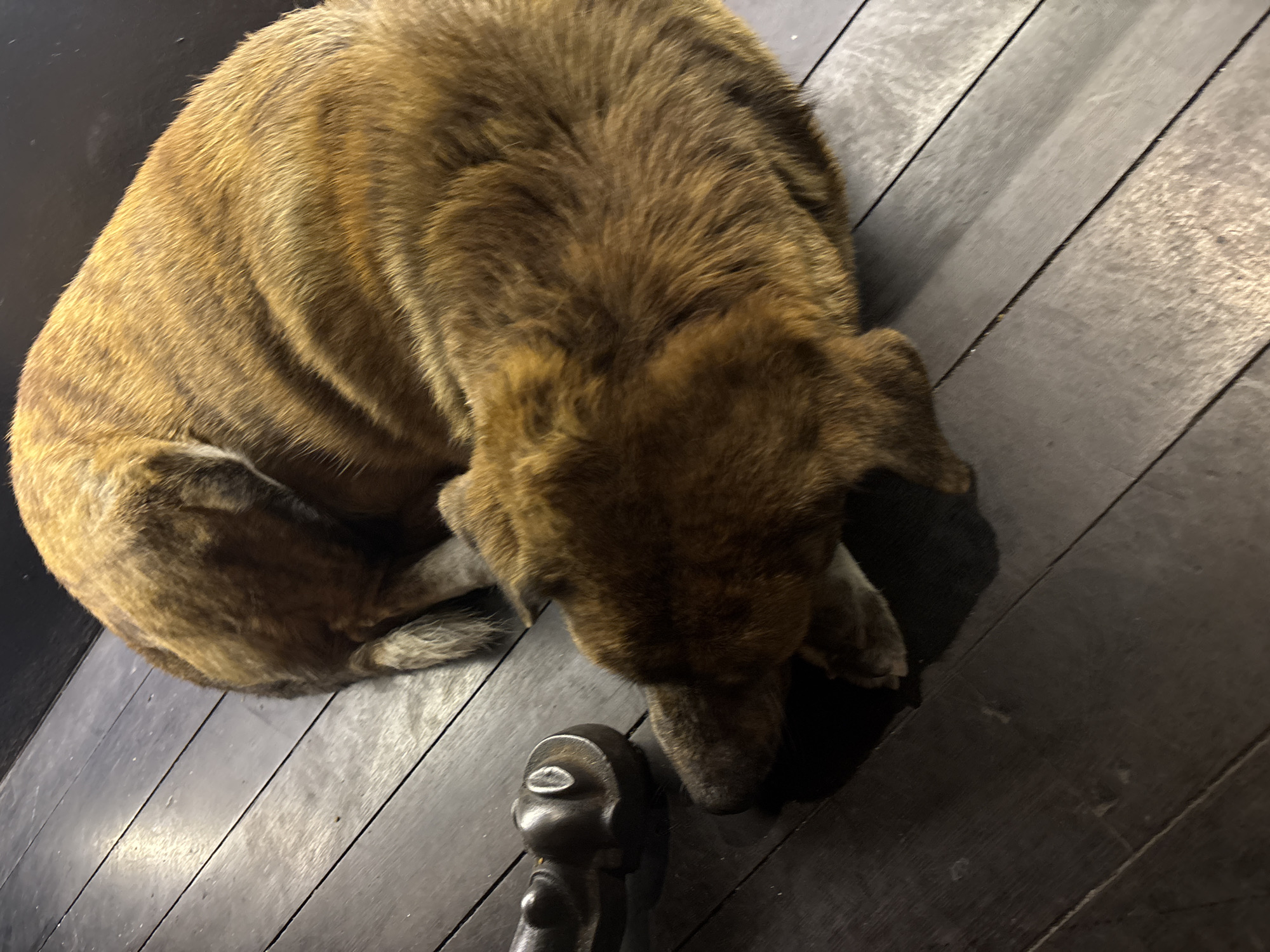 A brindle-colored dog is curled up asleep on a dark wooden deck. The dog is positioned in the center of the frame, with its head resting near a dark, metallic object. The deck is made of narrow wooden planks, and there is some dappled light and shadow on the surface. The scene appears to be outdoors, possibly in a residential area in North Kuta, Indonesia.