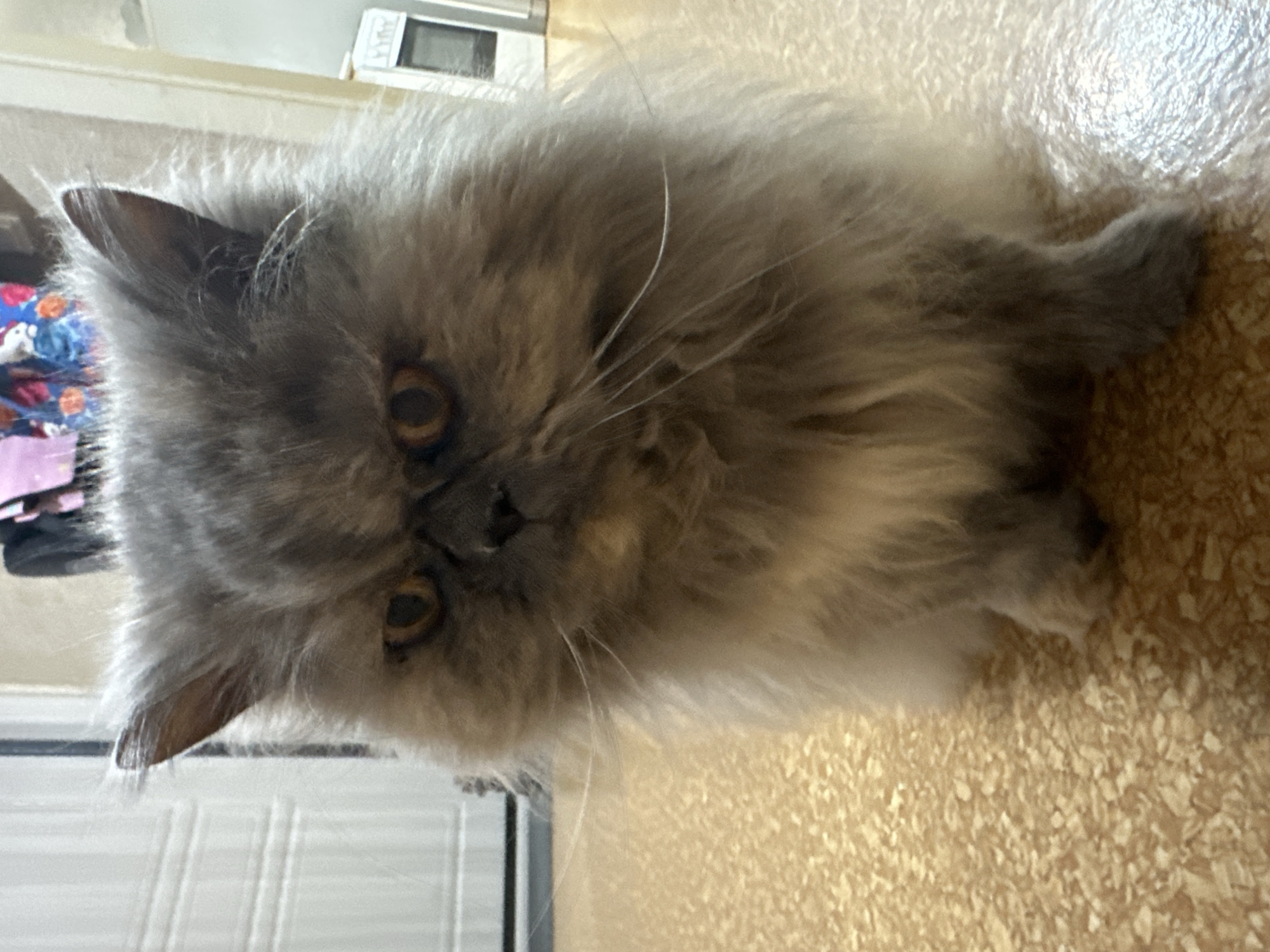 The main subject is a fluffy, long-haired cat, likely a Persian or similar breed, captured in an indoor setting. The cat's dense fur is a mix of greyish-brown hues, giving it a dilute or smoked appearance, with particularly thick fur around its face and body. It possesses striking round amber-gold eyes that are fixed on the viewer, conveying a calm and somewhat curious expression. Its prominent white whiskers are clearly visible against its dark muzzle.
The cat is positioned on a light brown, speckled floor, which could be linoleum or tile. It appears to be sitting or resting, with its body facing towards the right side of the frame in the original, rotated image. In the background, a light-colored wall or vertical surface is visible. To the left of the cat, there are hints of colorful, indistinct objects, possibly folded fabrics or clothing. On the right side of the background, a white appliance, possibly a microwave or another electronic device, is partially visible. On this appliance, faint text can be observed, consisting of the letters 'ULT', potentially part of a larger word such as 'ADULT'. The lighting is soft and ambient, suggesting an indoor environment, likely during daylight hours. This domestic scene takes place in Chaikovsky, Russia.