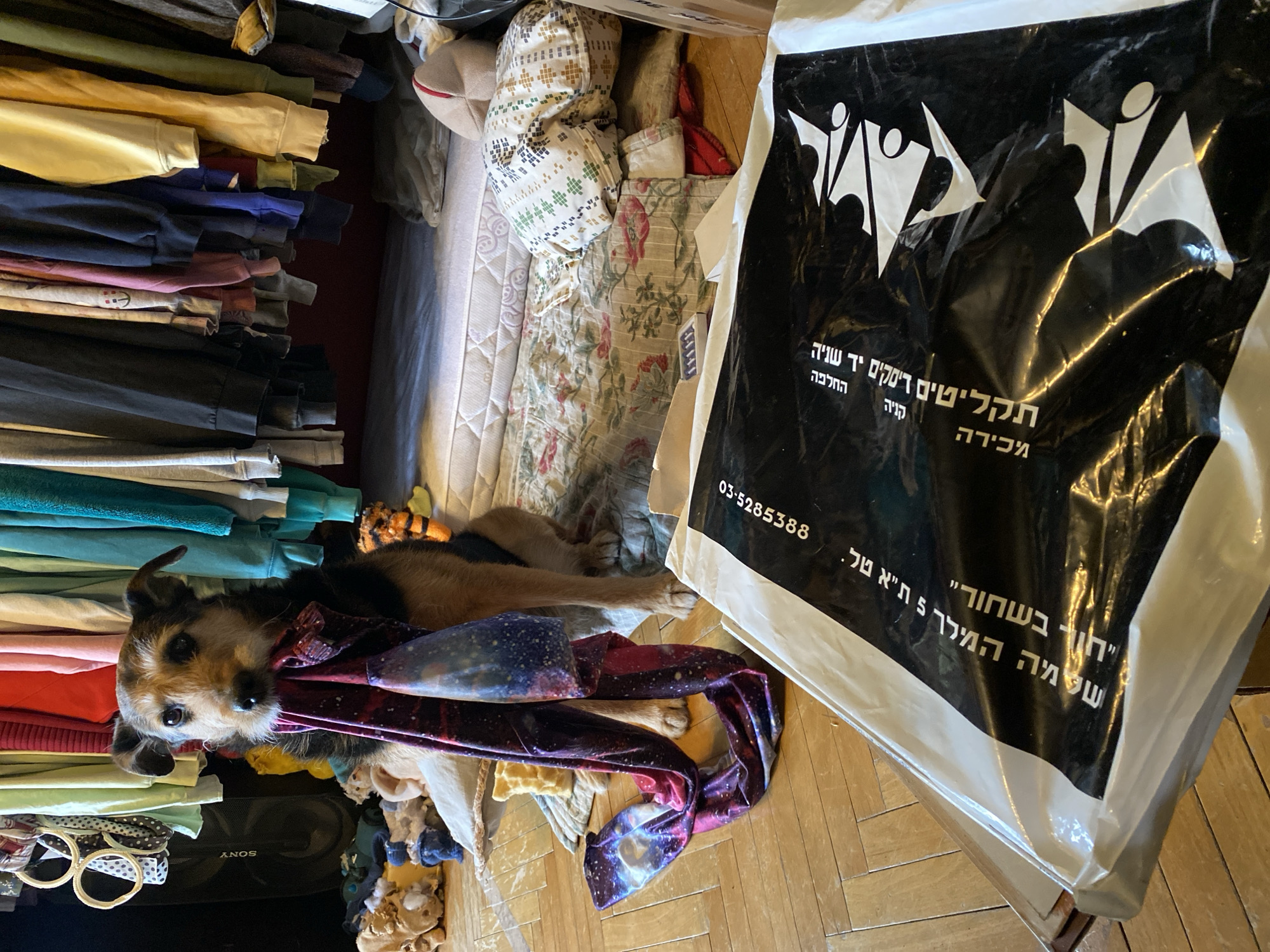 A dog is lying on a bed with a colorful scarf in its mouth, next to a stack of clothes. A large black and white shopping bag from a record store is visible on the wooden floor. Text on the bag includes the phrase "second hand records" in Hebrew, as well as a phone number: 03-5285388. The bag also states the address "Hole in Black", Shama Hamelech 5, Tel Aviv. The image does not contain information pertaining to the city of Khimki, Russia.