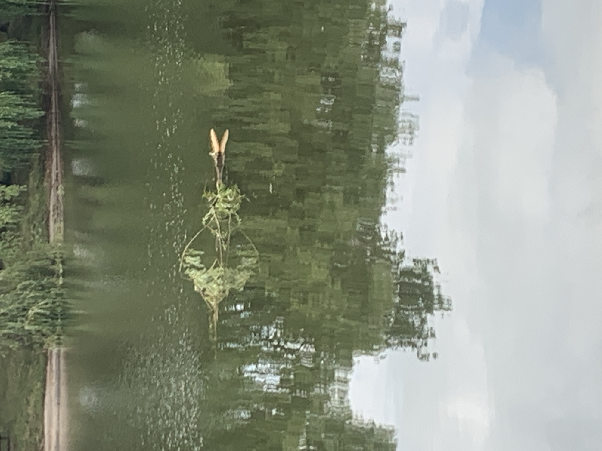 A fallen branch with leaves floats on the surface of a body of water. The branch is light brown with green foliage. The water is dark green and reflects the surrounding trees and sky. The scene appears to be in an outdoor natural setting, possibly a park or a pond. The location is not specified in the image, and therefore its attribution to Kolomyia, Ukraine, cannot be confirmed.