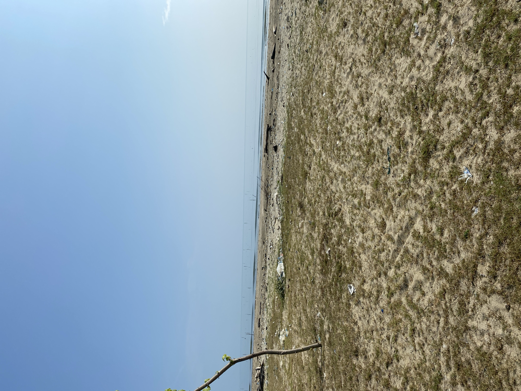 This panoramic outdoor image depicts a sandy and sparsely vegetated shoreline, likely a beach or riverbank, under a clear, bright blue sky. The horizon line, separating the sky from a calm body of water, stretches across the middle of the frame.
The upper portion of the image is dominated by the expansive, cloudless sky, indicating fair weather and daytime conditions. Below the horizon, a placid body of water, possibly the sea or a large river, extends across the left side of the scene. The water surface appears smooth and reflects the bright sky.
The right and lower sections of the image showcase a sandy terrain, characteristic of a coastal environment. This ground is sparsely covered with patches of short, green vegetation or grass. A significant amount of debris and litter, including white plastic fragments and other dark refuse, is scattered across the sand and amongst the vegetation, suggesting environmental neglect.
In the lower left foreground, a prominent bare tree branch, bearing a few newly sprouted green leaves, extends into the scene. There are no people visible, and no specific activities are taking place. The overall impression is one of a natural landscape affected by human pollution. The location context indicates this scene is in Tanjongkapai, Indonesia.