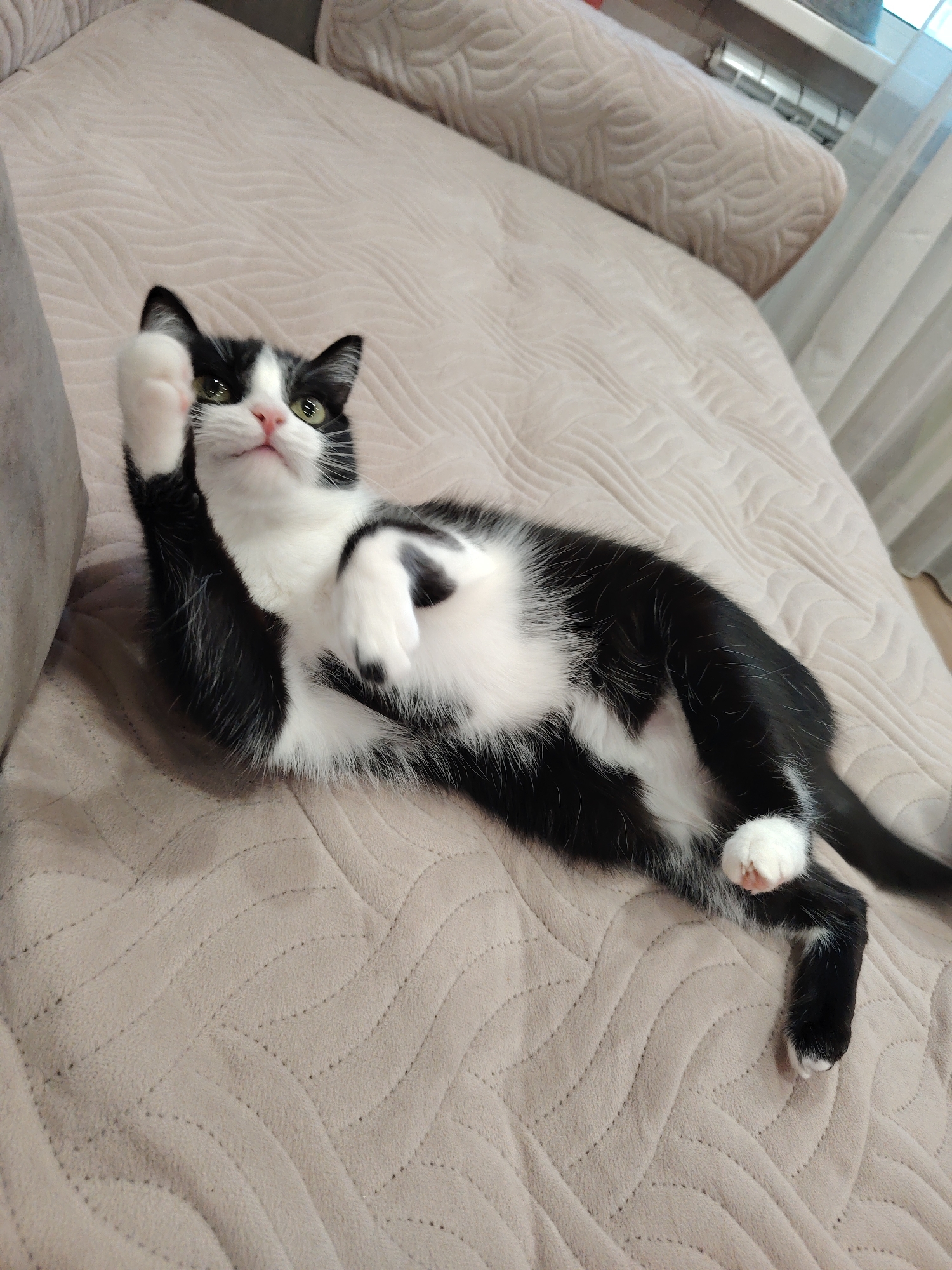 A black and white cat is lying on its back on a beige blanket. The cat has one paw raised in the air. The cat's belly is white with black spots. The background is a beige blanket and couch. The location is unknown.