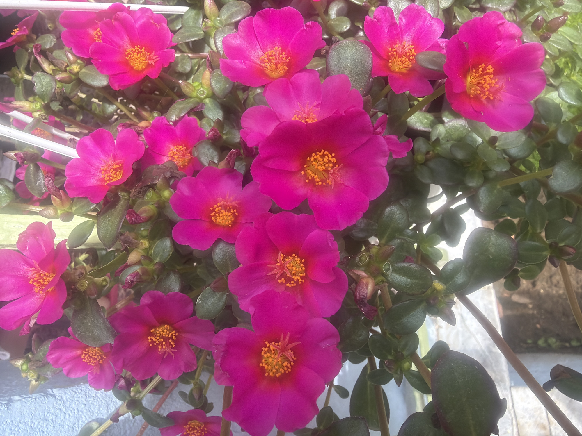 A close-up, high-angle shot reveals a cluster of vibrant pink purslane flowers in bloom, with their centers displaying a bright orange-yellow hue. The petals are a rich, saturated pink, with some appearing slightly translucent due to the light. The plant's succulent, green leaves are visible amongst the blossoms, some with reddish edges. The background is a softly blurred mix of light blue, possibly a wall or structure, and hints of other greenery. There are no people, animals, or discernible actions captured in this image. The image appears to be taken outdoors, likely in a garden or balcony setting, given the presence of the plant and the hint of a wall. The location of Mandra, Greece, cannot be determined from the visual information alone.