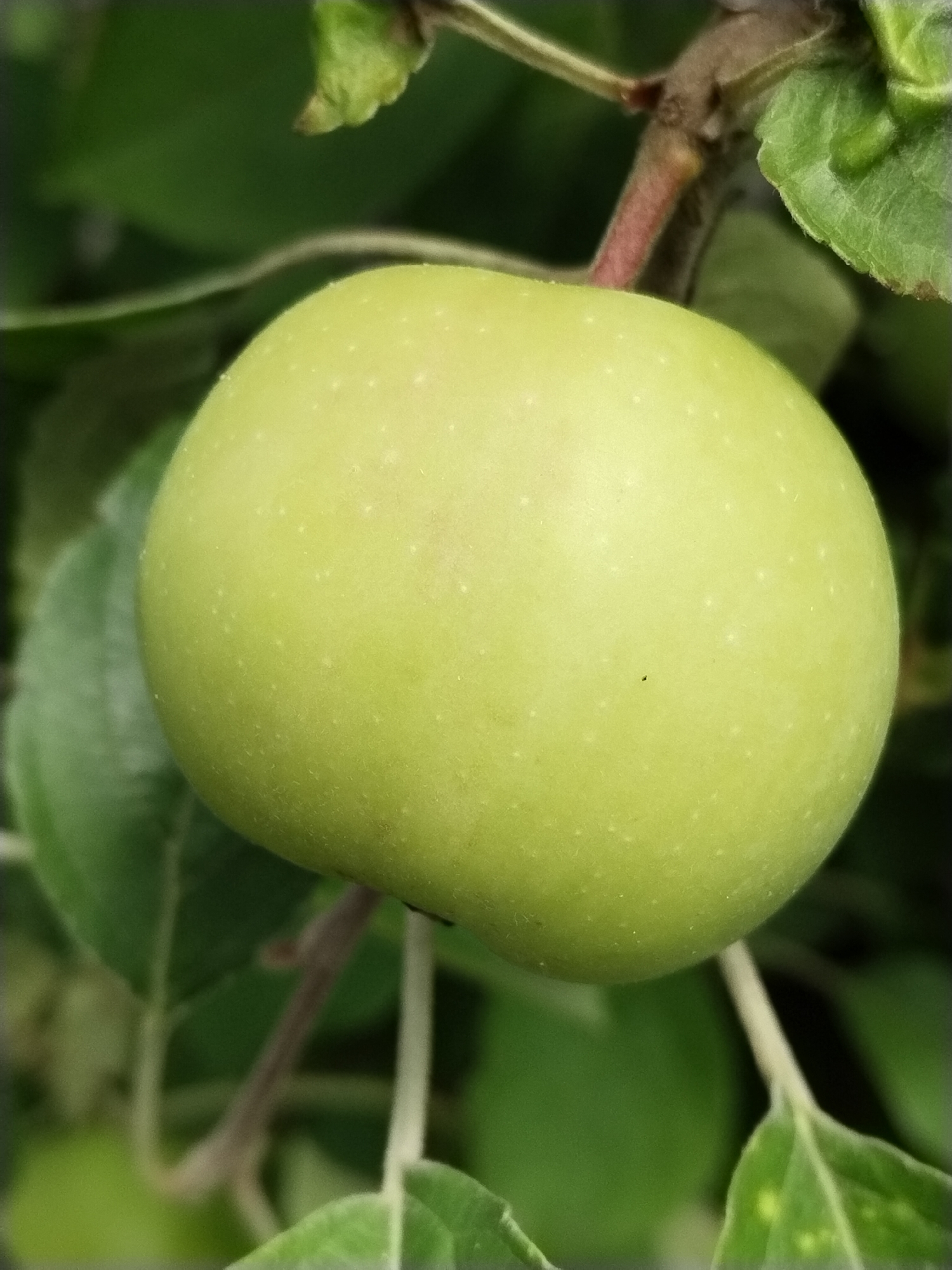 A close-up, eye-level shot captures a single, unripe green apple hanging from a branch amidst blurred green foliage. The apple is the primary subject, dominating the center of the frame. It is round and smooth with a faint dusting of small, lighter-colored spots scattered across its surface. A thin, reddish-brown stem connects the apple to a thicker, darker branch, which is partially visible at the top center of the image. Several blurred green leaves and a twig are also present in the background, creating a soft bokeh effect that emphasizes the apple. The overall lighting suggests an outdoor, daytime setting, likely in a natural environment like an orchard or garden. The image is a static, documentary-style photograph with no discernable human presence or activity.