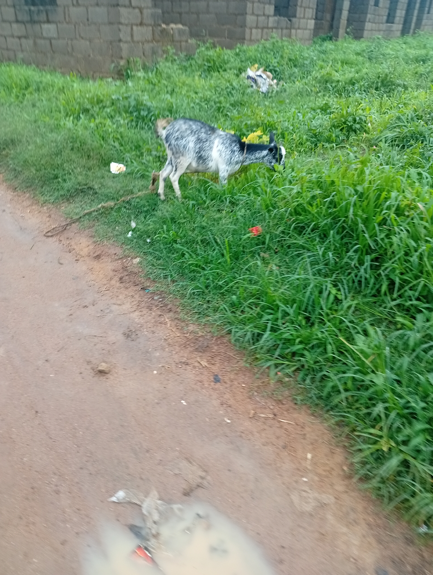 A goat with black and white markings is tethered to a rope and grazing on a grassy area next to a dirt road. In the background, a brick wall of a building is visible. The scene appears to be in Dong, Nigeria, an area known for its rural and semi-rural landscapes where livestock are commonly seen. The goat is the primary subject, and its interaction with the environment is focused on foraging. The overall setting is outdoor, with natural vegetation and a man-made road.