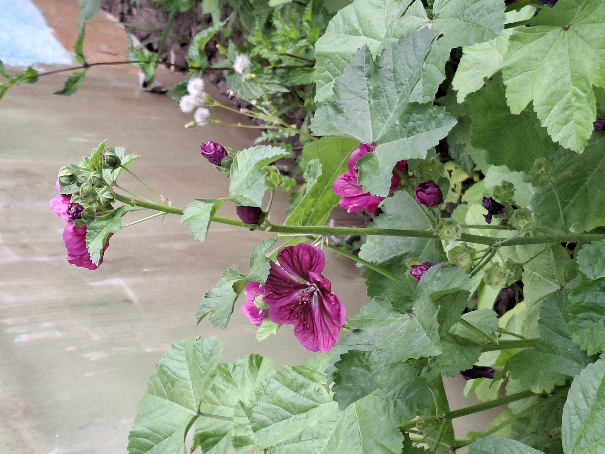 A plant with large, green, serrated leaves and several dark pink flowers and buds is centered in the frame. The plant is positioned in front of a textured, neutral-colored wall. Several of the flowers are in full bloom, while others are tightly closed buds. The main focus is on the central stem of the plant, which is green and upright, with leaves and flowers branching off it. In the background, other vegetation is visible, including some small white, fluffy seed heads. The lighting appears to be natural daylight, casting subtle shadows. The image is shot from a medium distance, capturing the plant and its immediate surroundings.