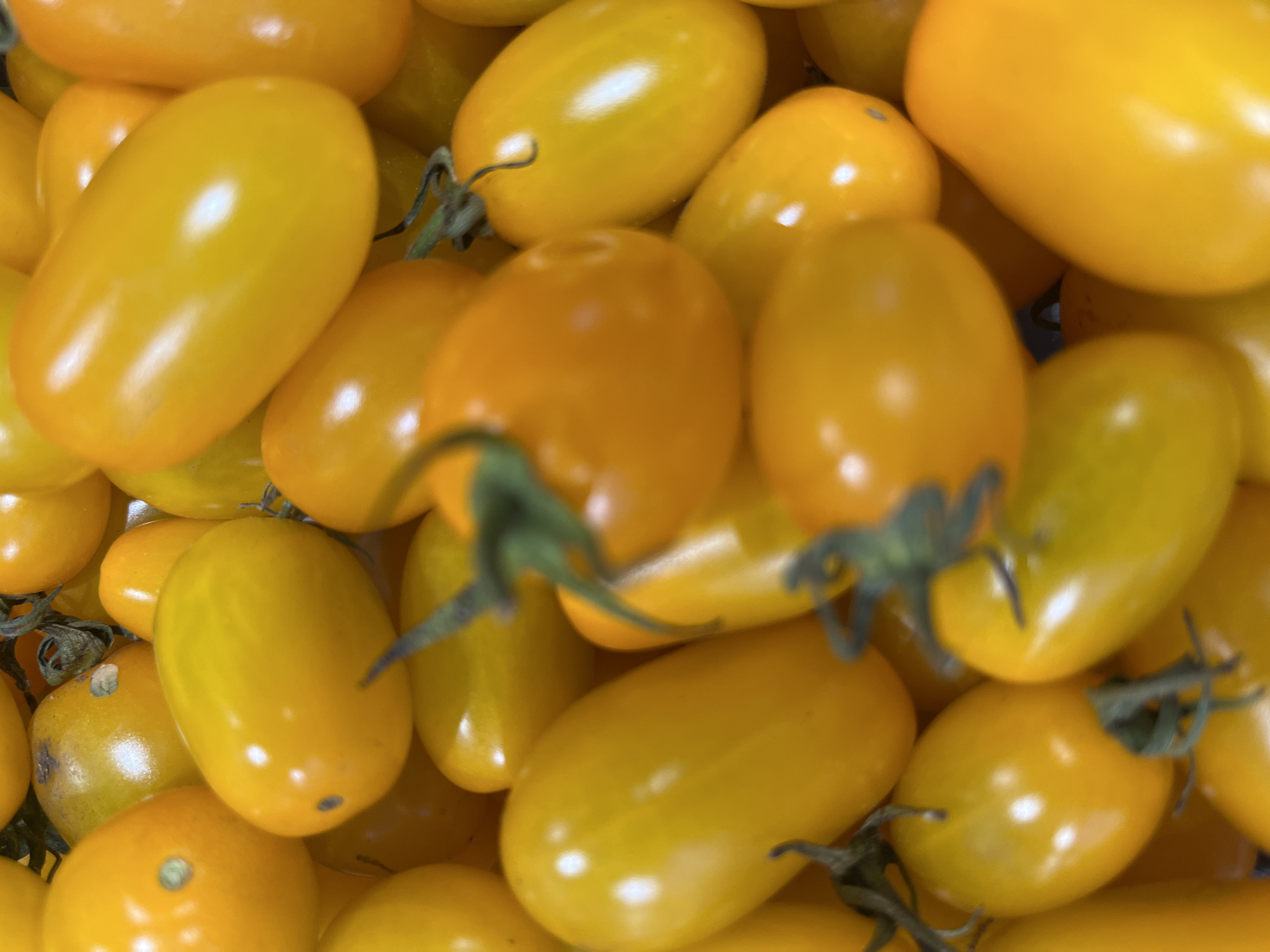 A close-up, top-down, slightly angled shot shows a pile of ripe, yellow cherry tomatoes. The tomatoes are oval-shaped and have a smooth, glossy skin that reflects light. Some of the tomatoes are on the vine, with small green stems visible. The background is filled with more tomatoes, creating a textured, organic look. The lighting is bright, highlighting the vibrant yellow color of the tomatoes. There are no people or any other identifiable objects or environments present. The image is taken in Astana, Kazakhstan.