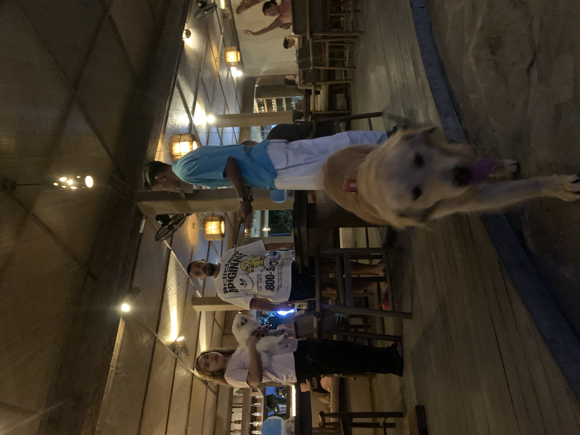 At a beachside establishment in North Kuta, Indonesia, a woman holds a small white dog, while a man beside her holds a blue light device near them, possibly a UV light or sanitizer. Another man wearing a light blue shirt stands slightly further away. A golden retriever, possibly excited, is in motion, positioned towards the right edge of the frame. The establishment has a wooden structure with open walls and a variety of seating arrangements. Light fixtures are visible along the structure's beams. Other patrons are present in the background.