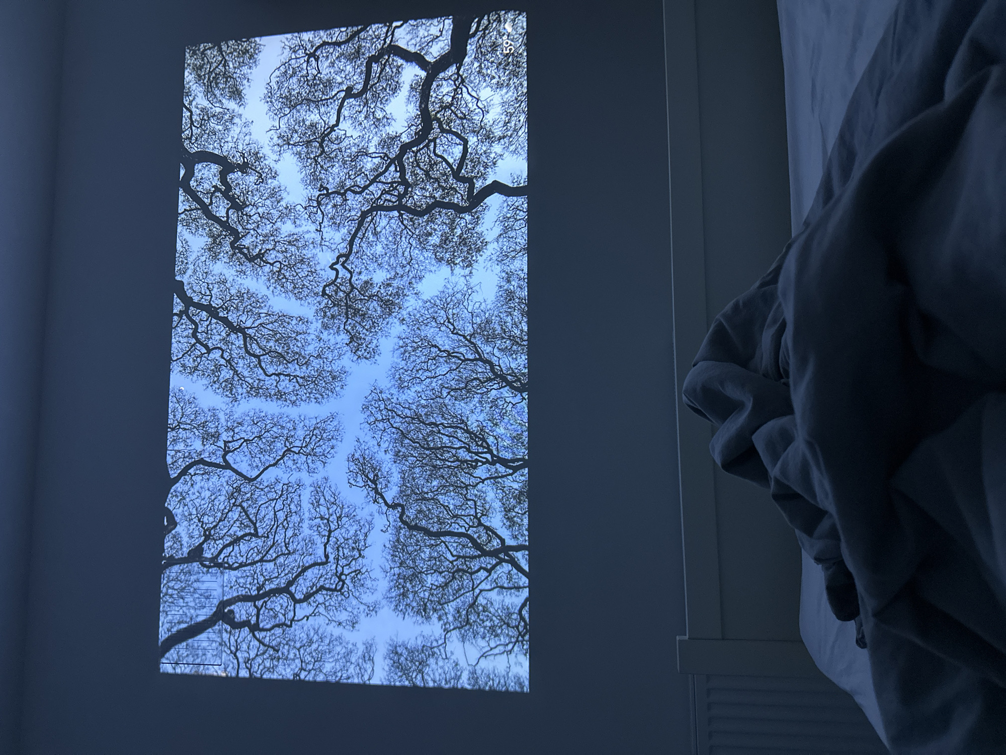The image depicts a bedroom scene with a projection of silhouetted tree branches against a clear blue sky displayed on the wall above a bed. The bed is covered with rumpled dark grey bedding. A white radiator is visible to the left of the bed, and the headboard of the bed is white. The overall lighting is dim and blue-toned, suggesting it is nighttime or the room is darkened. There are no people visible in the image. The scene is indoors, in what appears to be a residential setting. The city of Moortown, Ireland is not directly indicated in the visual elements of the image.