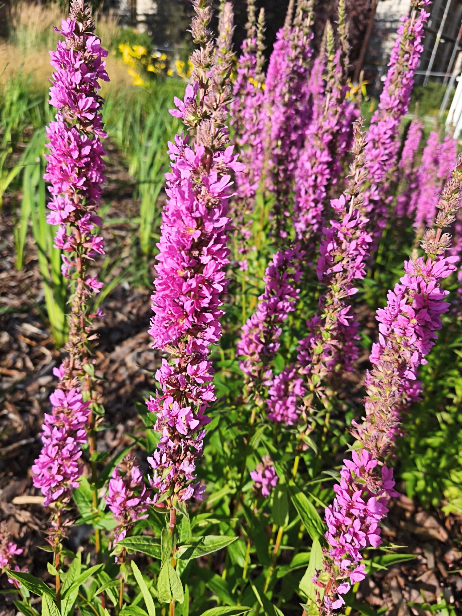 A close-up, eye-level shot focuses on a cluster of tall, vibrantly pink flowering plants. The flowers are densely packed along slender stalks, forming spiky blossoms that reach upwards. The petals are a rich magenta with some individual flowers showing lighter pink or white centers. The leaves are lance-shaped and green, growing in whorls around the stems. The background is softly blurred, revealing hints of green foliage, brown mulch on the ground, and what appears to be a white fence or structure in the distance. Sunlight illuminates the scene, casting shadows and highlighting the textures of the flowers and leaves. The overall impression is one of a lush, sun-drenched garden, likely during a warm season. The image does not contain any people or visible signs indicating a specific location in Tallinn, Estonia.