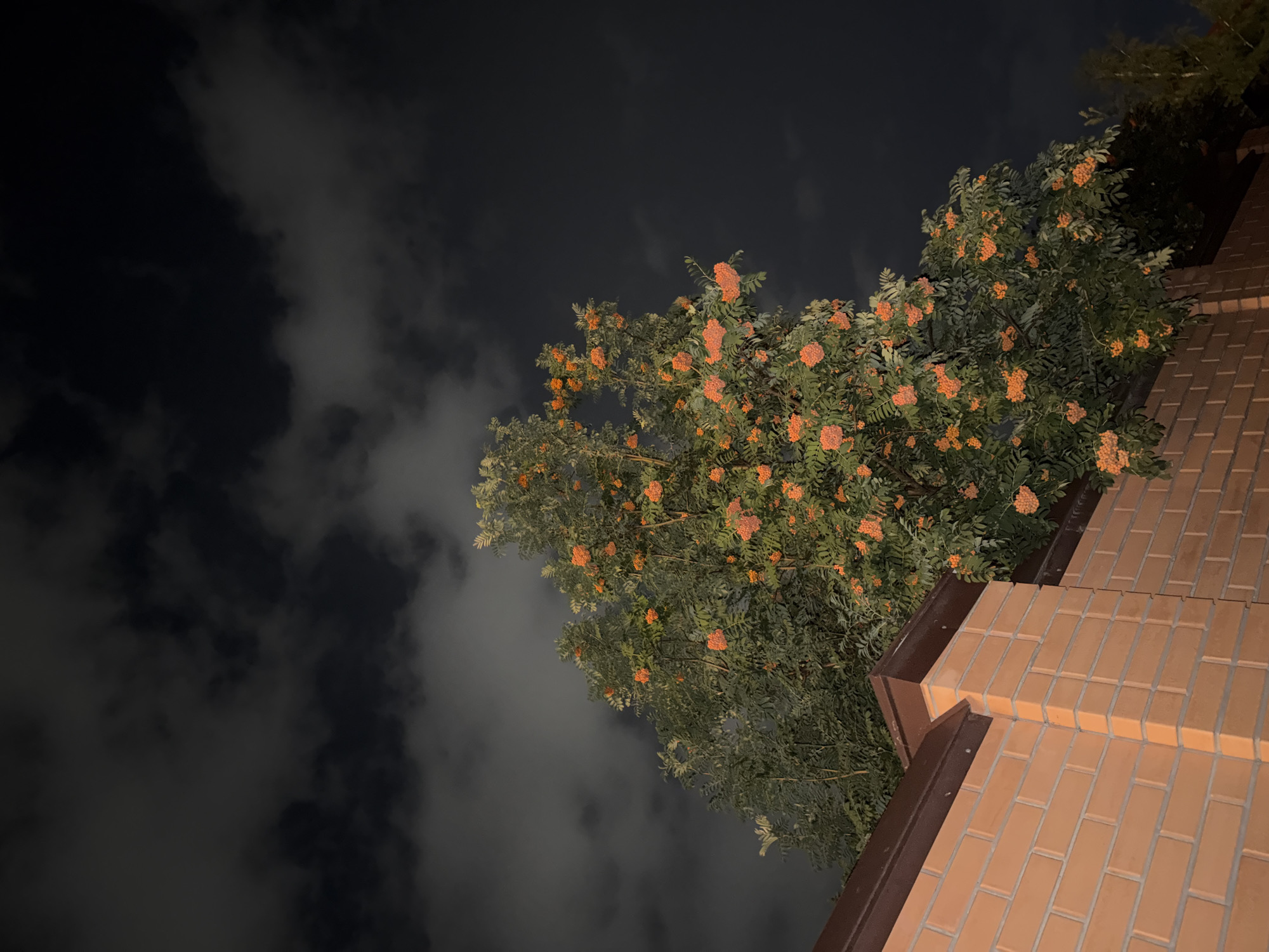 The image depicts a rowan tree with clusters of bright orange berries, silhouetted against a dark, cloudy night sky. The tree is partially visible behind a brick fence with a brown metal capping. The brickwork is illuminated by a warm, artificial light source, creating distinct shadows. The sky is filled with dark, textured clouds, suggesting a moonlit or overcast night. In the background, additional foliage can be seen. The scene appears to be a residential or urban area. The location is specified as the city of Pavlodar, Kazakhstan.