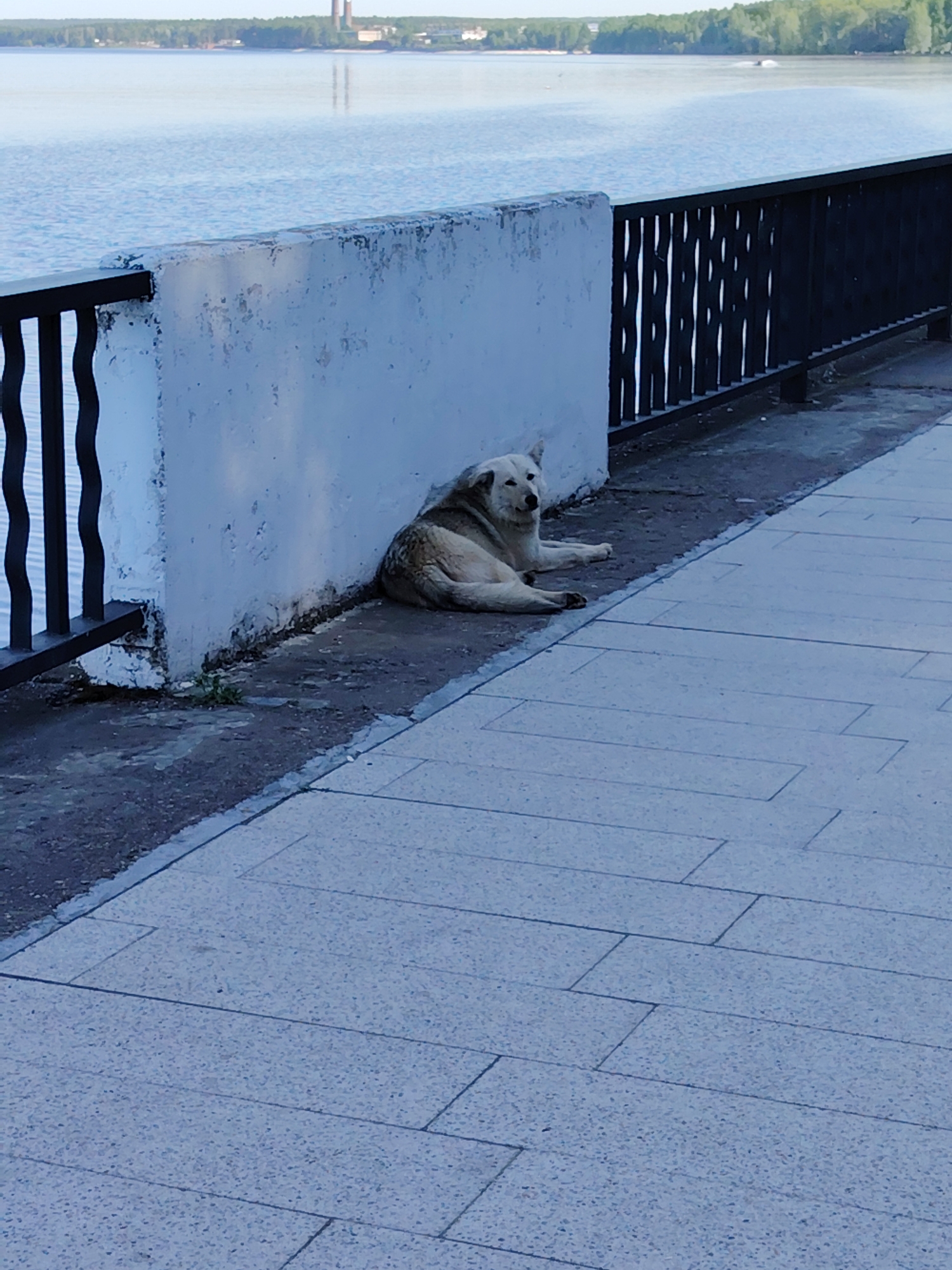 A lone dog lies on the embankment in the city of Chaikovsky, Russia. The dog, light in color, rests beside a concrete barrier. A black metal fence runs along the embankment. The river is visible in the background, with buildings on the opposite shore. The embankment is paved with rectangular stones.