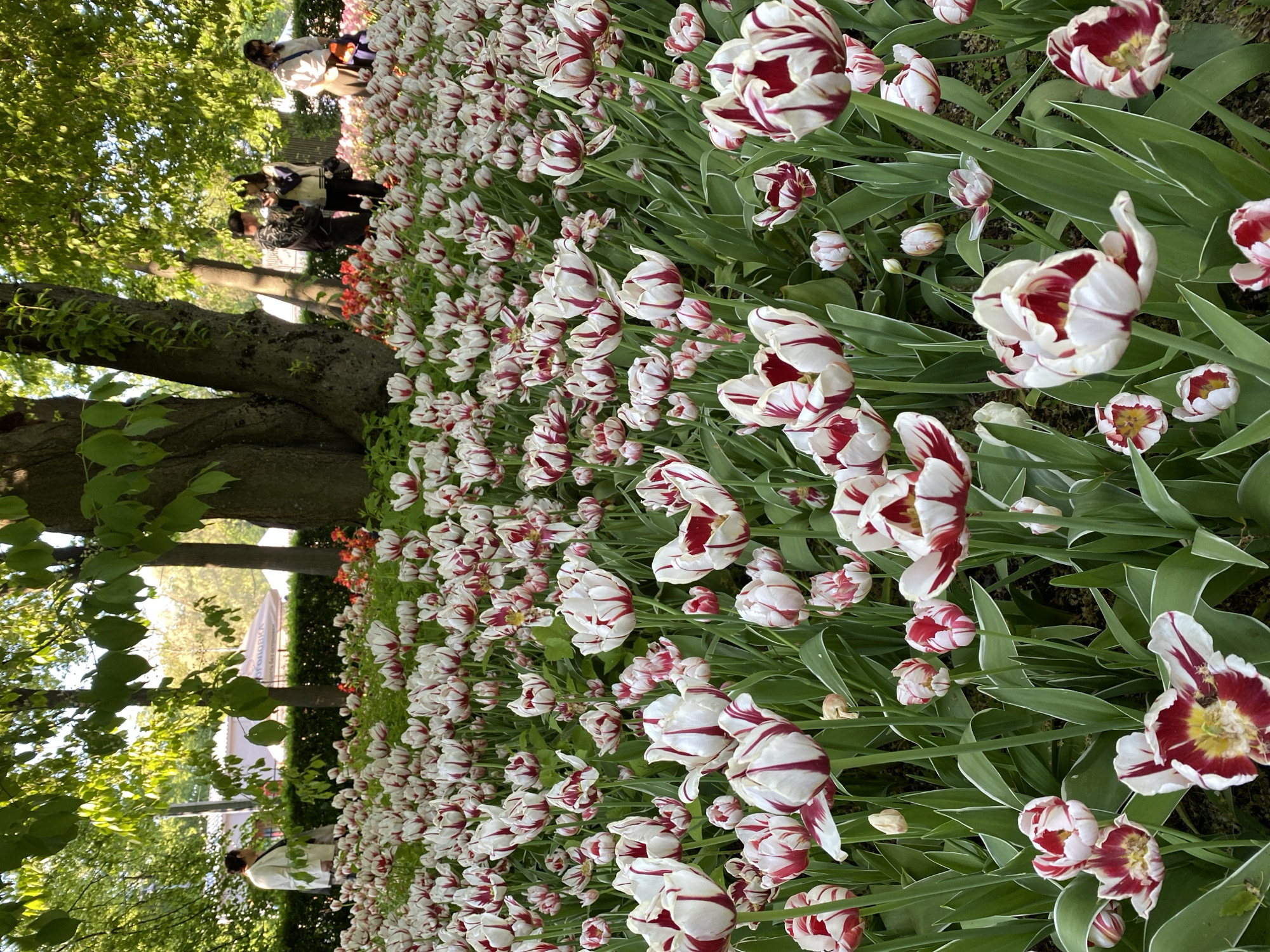 The image depicts a field of red and white tulips in a park setting. The tulips are in full bloom, with some displaying more red than others. Green leaves surround the flowers, and the field extends into the distance. On the left side of the image, a large tree with green leaves provides shade. People can be seen walking along a path in the background, and a glimpse of a white building or structure is visible further back. The scene appears to be in a park or garden, and the location is given as Unknown, Unknown.