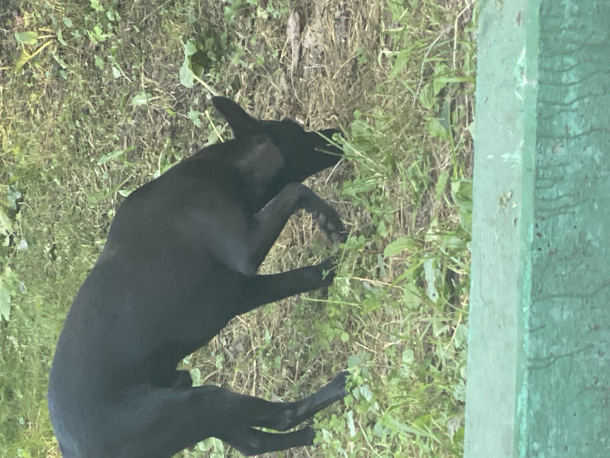 A black dog is sniffing the ground in a grassy area. The dog is standing with its head down, and its body is angled to the left. The dog's fur is short and smooth. The background is a mixture of grass, dirt, and some fallen leaves. A green painted concrete structure is in the foreground. This image is not specific to Novokuznetsk, Russia.
