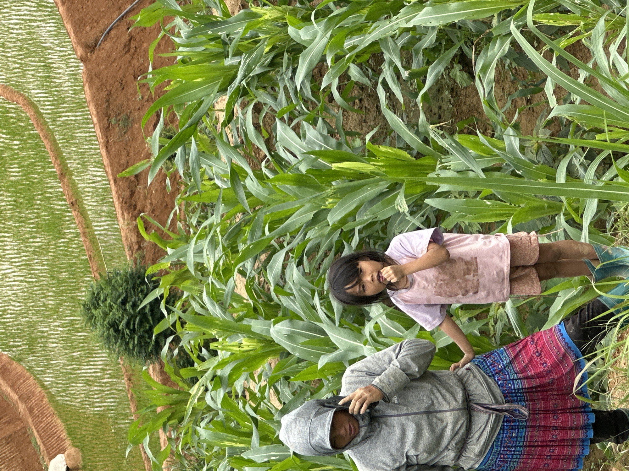 The image captures an adult and a child amidst agricultural fields in Dế Xu Phình, Vietnam. In the foreground and midground, numerous tall, green corn plants with broad leaves grow from reddish-brown soil; some leaves show minor discoloration or damage. In the background, distinct terraced fields, characteristic of the region, are visible, featuring vibrant green rice paddies and exposed brown earthen walls. A small, dense evergreen bush is situated on one of the terraced banks.
On the left side of the frame, an adult, likely female, is partially visible. She wears a grey hooded jacket with the hood up, a multi-colored pleated skirt (predominantly pink, red, and blue patterns) over dark pants or leggings, and blue rubber boots. She holds a black smartphone to her right ear, appearing to be in a conversation. Adjacent to her on the right stands a young girl, wearing a light pink short-sleeved t-shirt with a light brown stain on the front, light brown shorts, and blue rubber boots. The child's right hand is near her mouth, and her left hand rests on the adult's hip. She has dark hair and looks forward with a neutral expression. The scene is illuminated by diffused natural light.