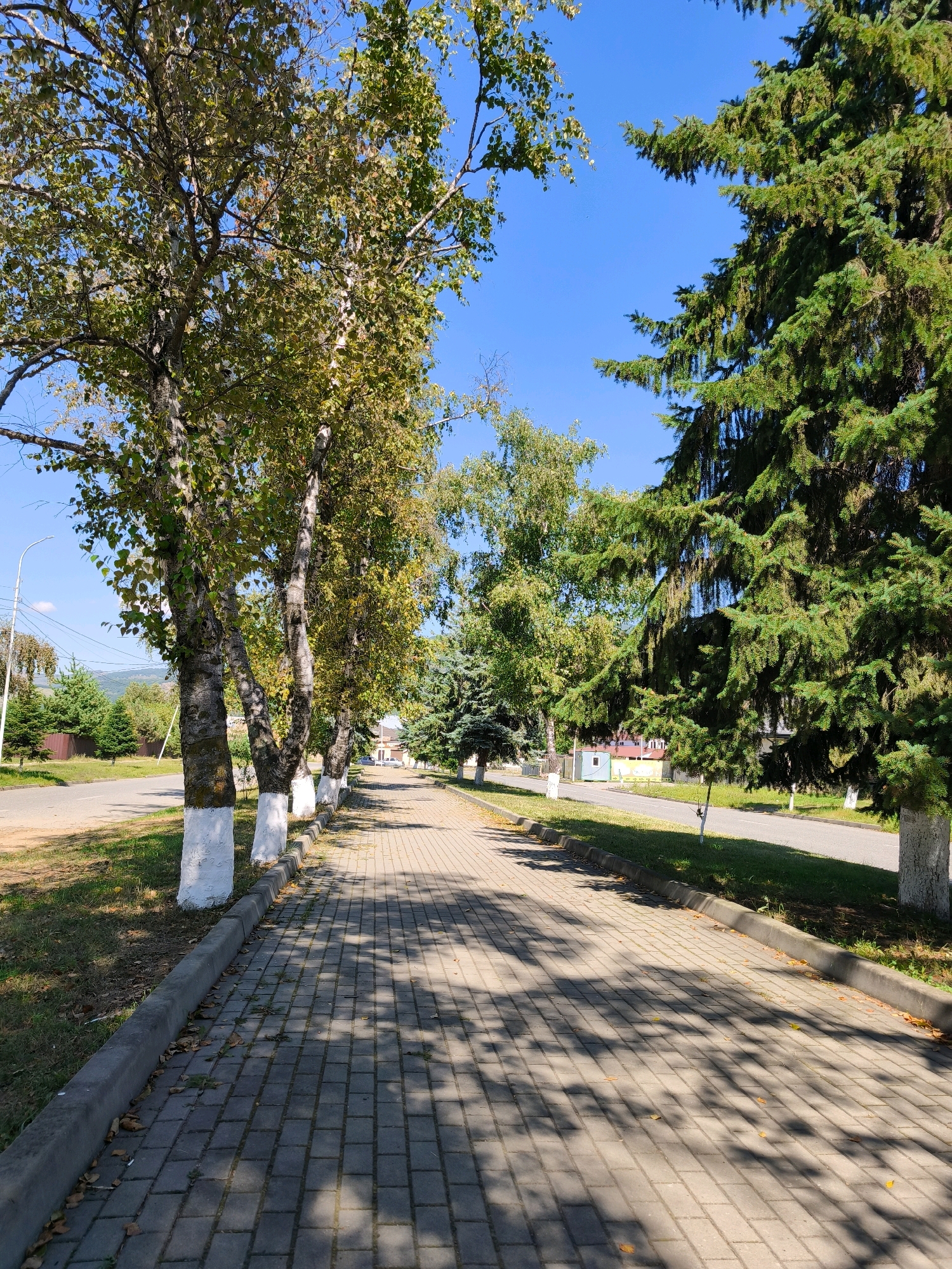 The image shows a tree-lined sidewalk in Karachayevsk, Russia, on a sunny day. The sidewalk is paved with gray rectangular bricks and is bordered by a concrete curb. On the left side of the sidewalk, there are several birch trees with white-painted bases. Beyond the birch trees, there is a road and then a fence. On the right side of the sidewalk, there are large evergreen trees, likely fir or spruce, with dense green needles. The ground is covered with green grass, and there are some fallen leaves scattered on the sidewalk and along the curb. In the background, buildings can be seen, and further in the distance, hills are visible under a clear blue sky. There are no people visible in the image.