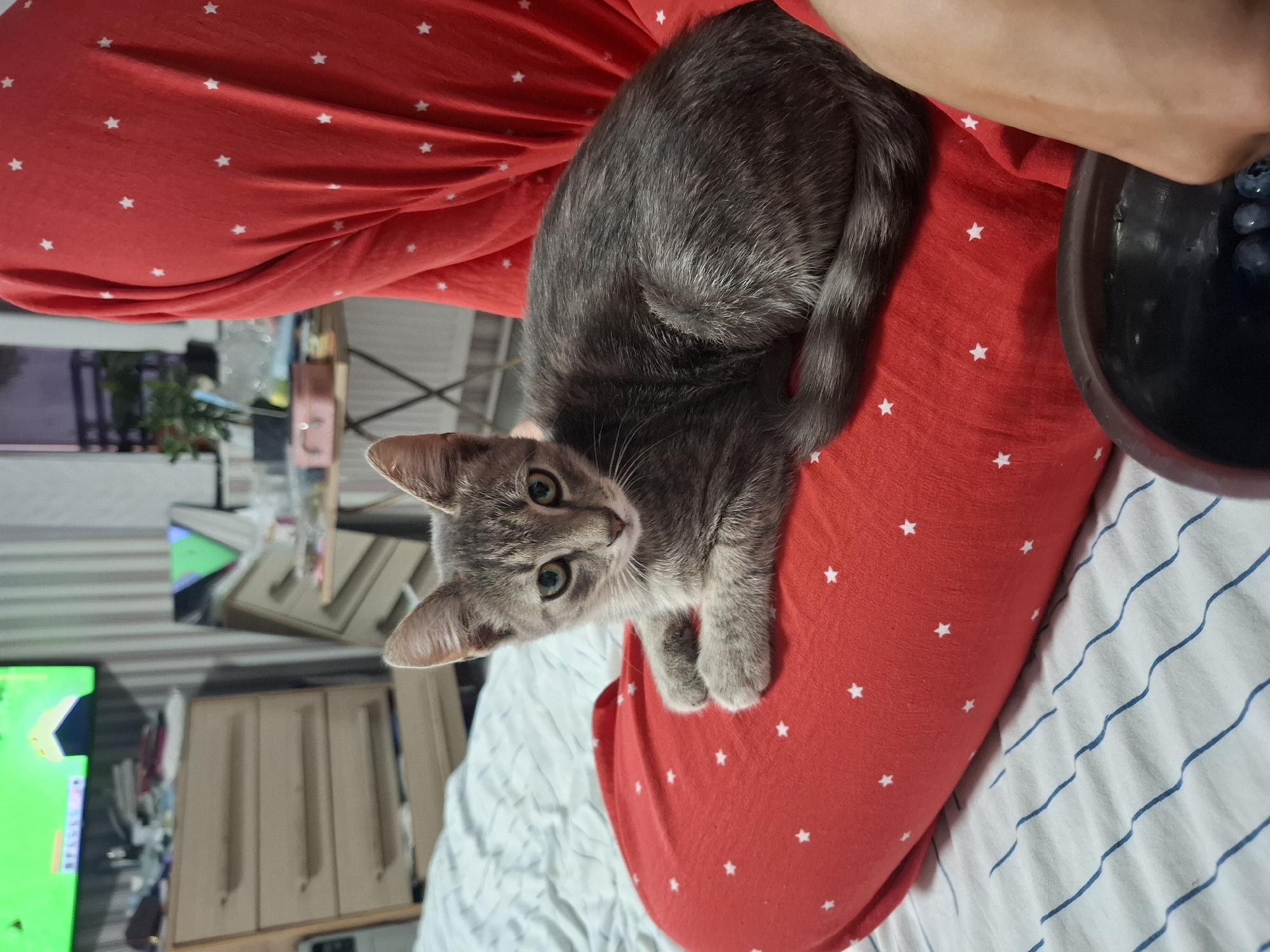 A young, grey tabby cat is resting on a person's lap, which is covered by a red cloth with white stars. The cat is facing the camera, with its paws tucked beneath it. The background shows a bedroom with a dresser, a television, and a bedside table. The scene is dimly lit, suggesting it is indoors during the evening or night. The location is identified as Dubăsarii Vechi, Moldova.