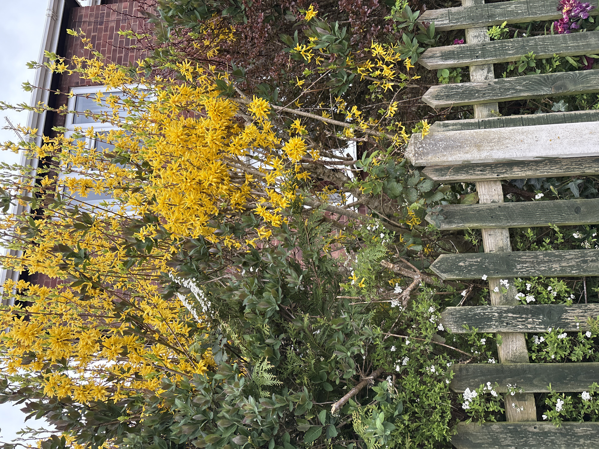 The image shows a vibrant scene of nature intertwined with human structures, likely captured in Longden, United Kingdom. The focal point is a bush laden with bright yellow flowers, possibly Forsythia, juxtaposed against a section of a weathered, green-painted wooden fence. The fence appears overgrown with various plants, including some with small white flowers. In the background, a portion of a brick building is visible, suggesting a residential setting. The overall impression is one of a garden or yard where nature has been allowed to flourish, blurring the lines between the built environment and the natural world.