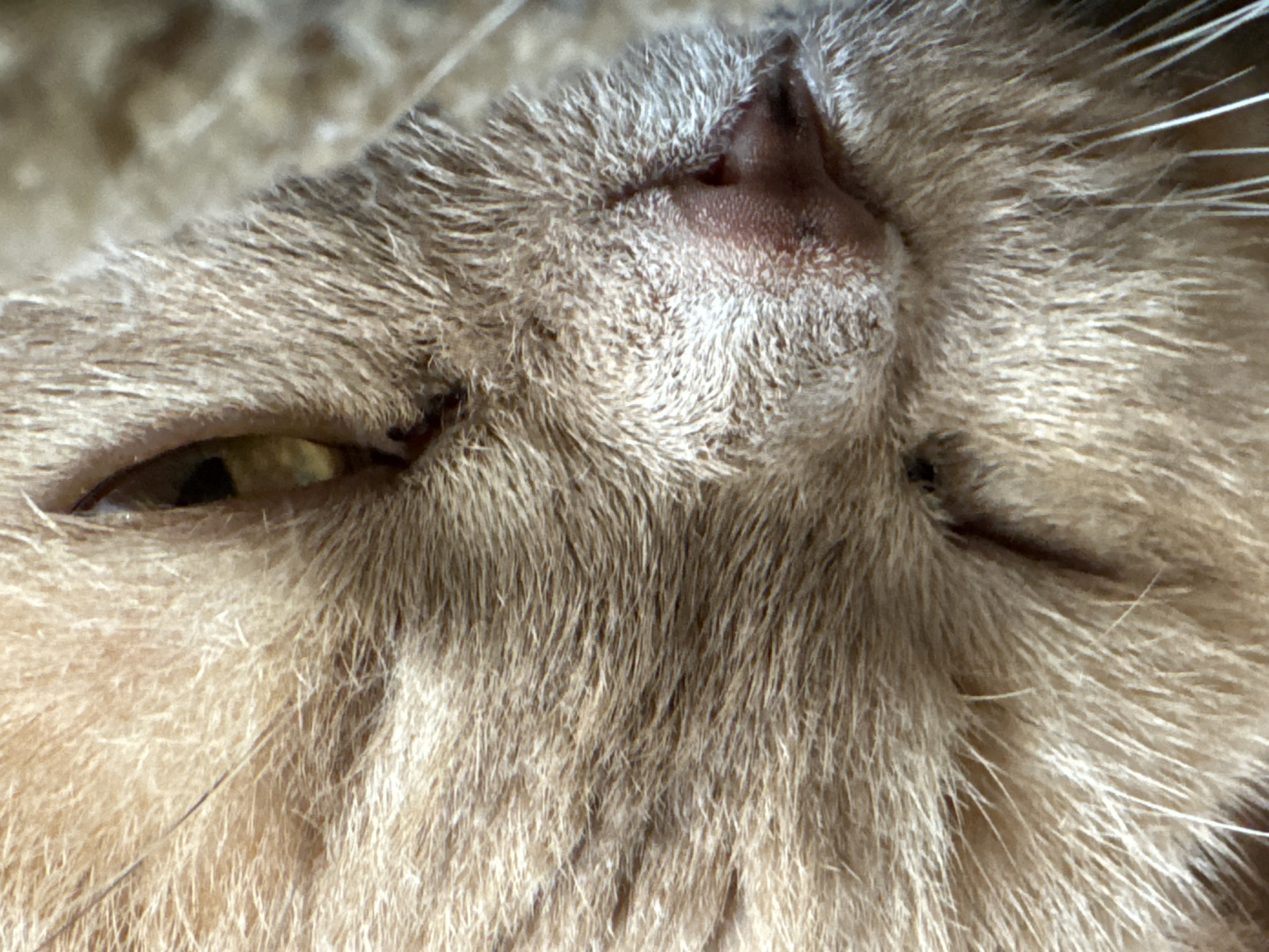A close-up, eye-level shot focuses on the face of a ginger cat, likely resting. The cat's eye is partially closed, revealing a yellowish iris. The fur is a soft, light brown, with some individual hairs visible. The cat's nose, a pinkish-brown color, is also visible. The background is out of focus and appears to be a textured surface, possibly a blanket or cushion. There are no other subjects, objects, or environmental details discernible.