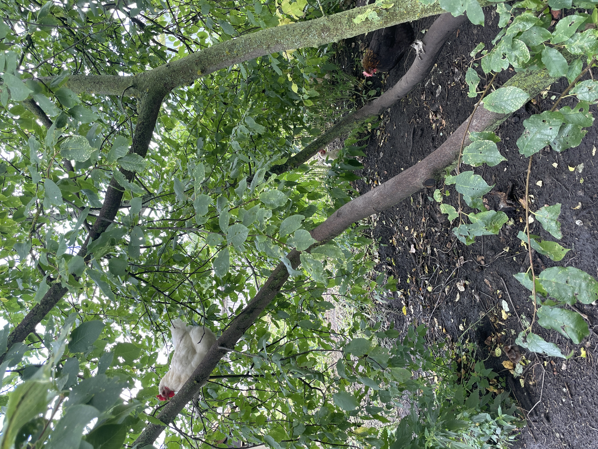 In the village of Verkhneye Kazachye, Russia, a white hen is perched on a tree branch, surrounded by lush green foliage. On the ground below, a dark-colored hen stands near a fallen tree trunk. The scene is set in a natural outdoor environment with dirt, leaves, and branches covering the ground.