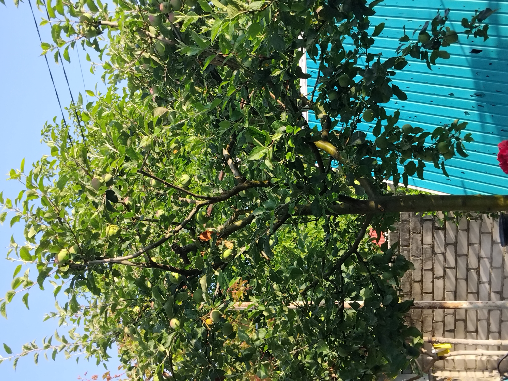 The image shows a close-up, eye-level view of an apple tree laden with green apples, set against a clear blue sky. The tree's branches are dense with green leaves, and numerous small to medium-sized green apples are visible throughout. The trunk of the tree is dark brown and textured.
In the background, to the left of the tree, is a brick wall constructed with light-colored bricks, some of which appear weathered. A thin, light-colored pole with some rust is visible in front of the brick wall, and a yellow object is hanging from a similar pole on the far left. To the right of the tree, a bright teal-colored corrugated metal fence dominates the background. The fence has vertical lines and some apparent damage or wear. Power lines are visible against the sky in the upper portion of the image. A hint of a vibrant red flower is present in the bottom left corner of the frame, partially cut off. The overall lighting suggests it is daytime with sunlight casting shadows. The scene depicts an outdoor setting, likely a garden or backyard.
