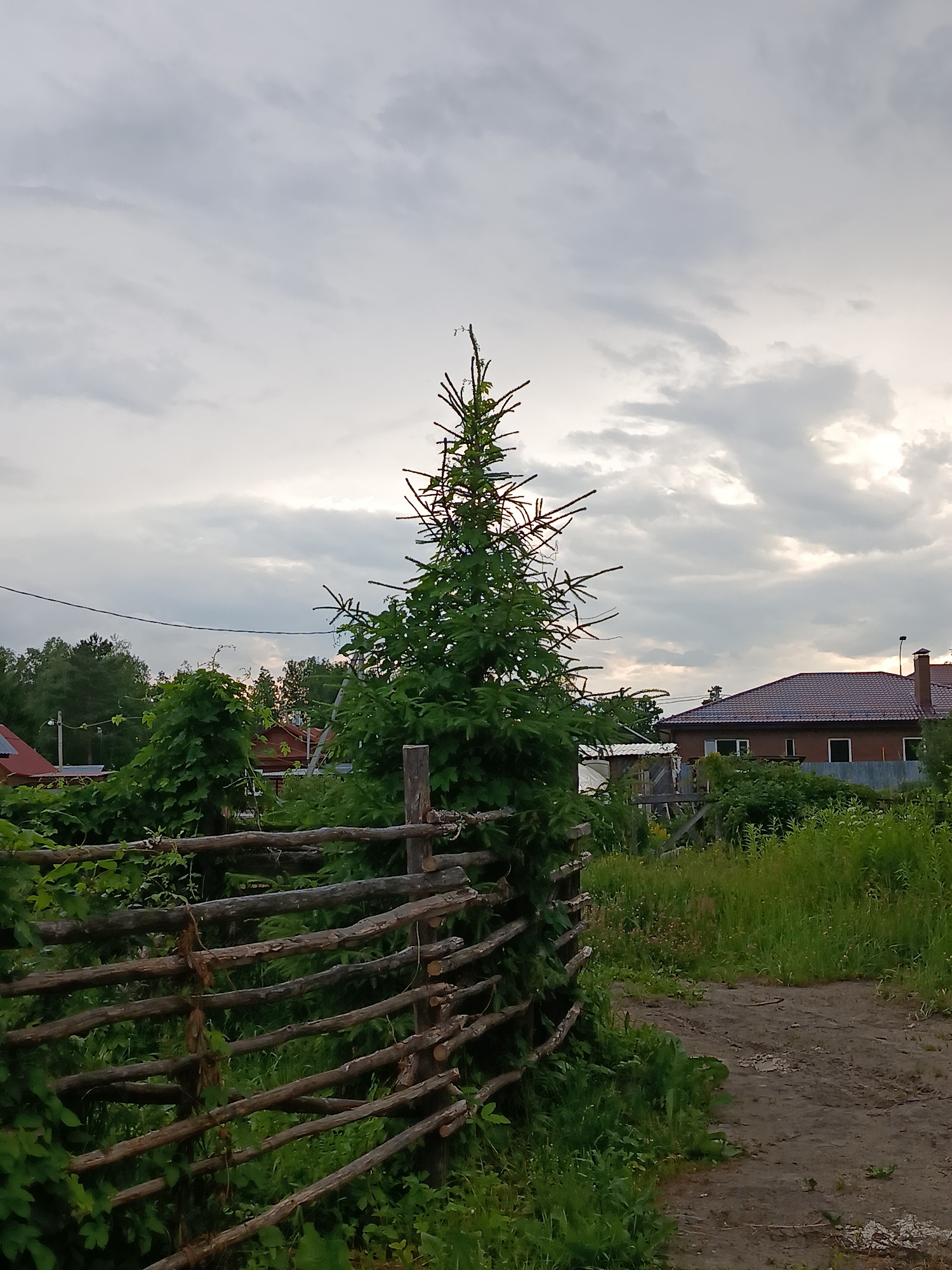 A vertical medium shot shows an outdoor scene in the city of Vereya, Russia, on a cloudy day. The foreground is dominated by a rustic, horizontally laid wooden fence made of rough-hewn branches. To the left of the fence, green vines are growing, with some reaching over the fence. Behind the fence, a tall, conical evergreen tree stands prominently. To the right of the evergreen, a dirt path curves away into the distance. In the background, several houses with red tile roofs are visible, along with a dense green forest. A power line stretches across the upper portion of the image. The overall impression is of a rural or semi-rural setting.